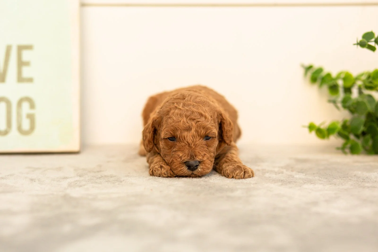 Sprout goldendoodle for sale(2).jpg