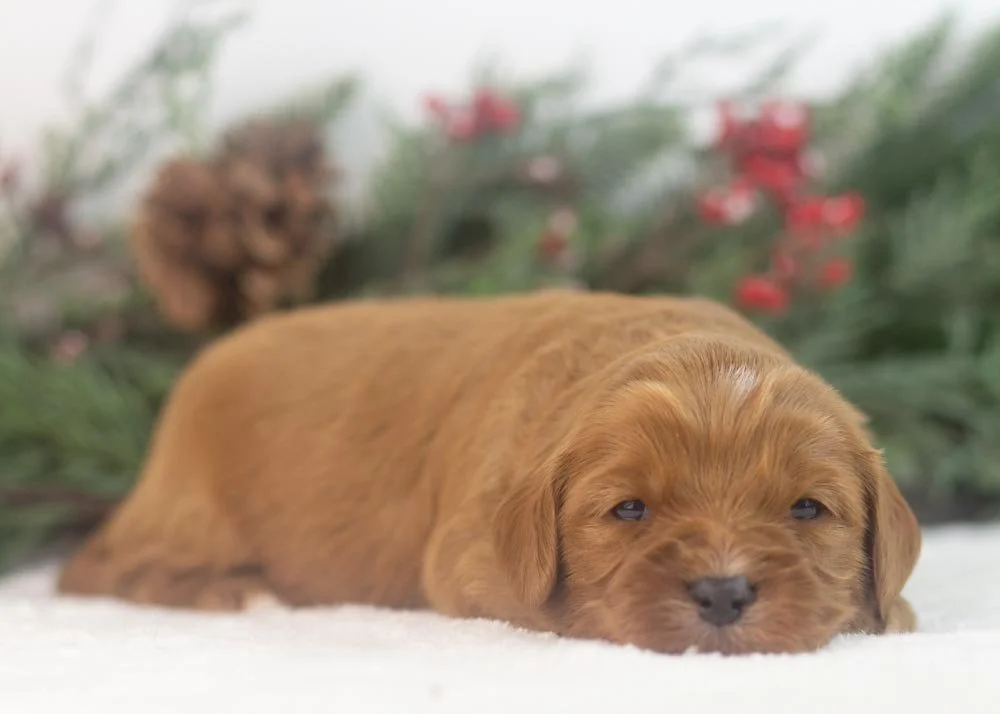 Mike goldendoodle for sale(2).jpg