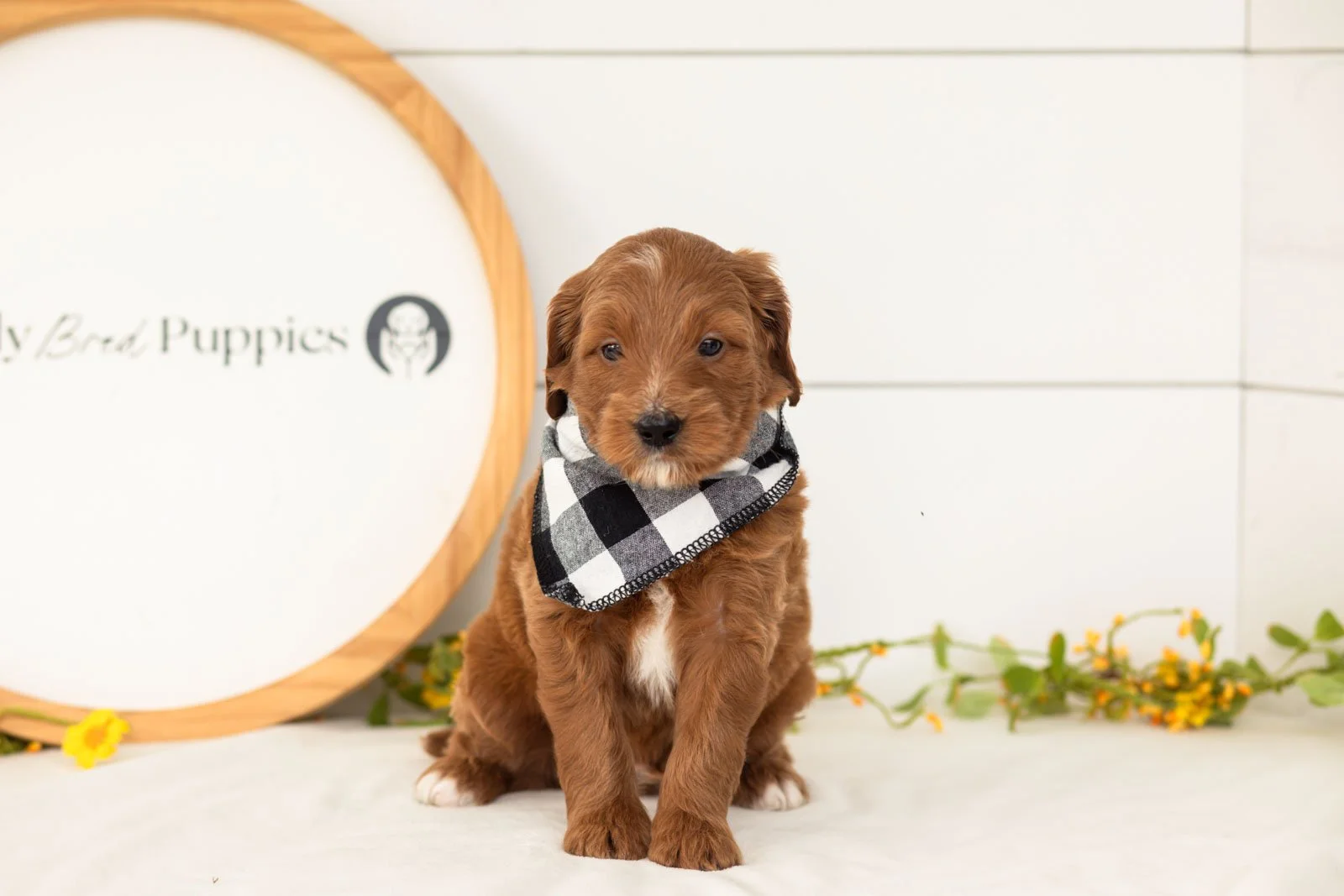 Squirtle goldendoodle for sale(2).jpg