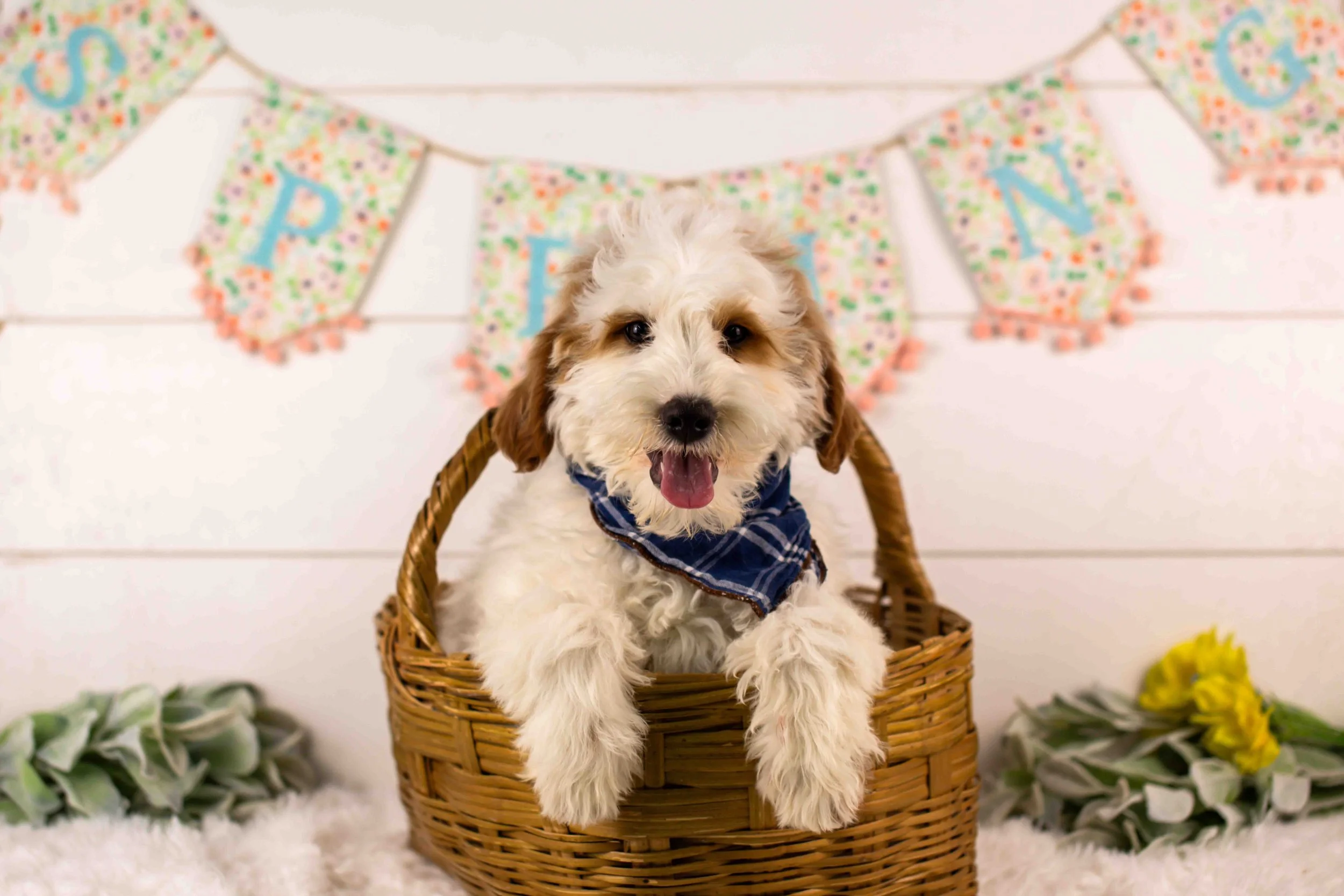 goldendoodle for sale