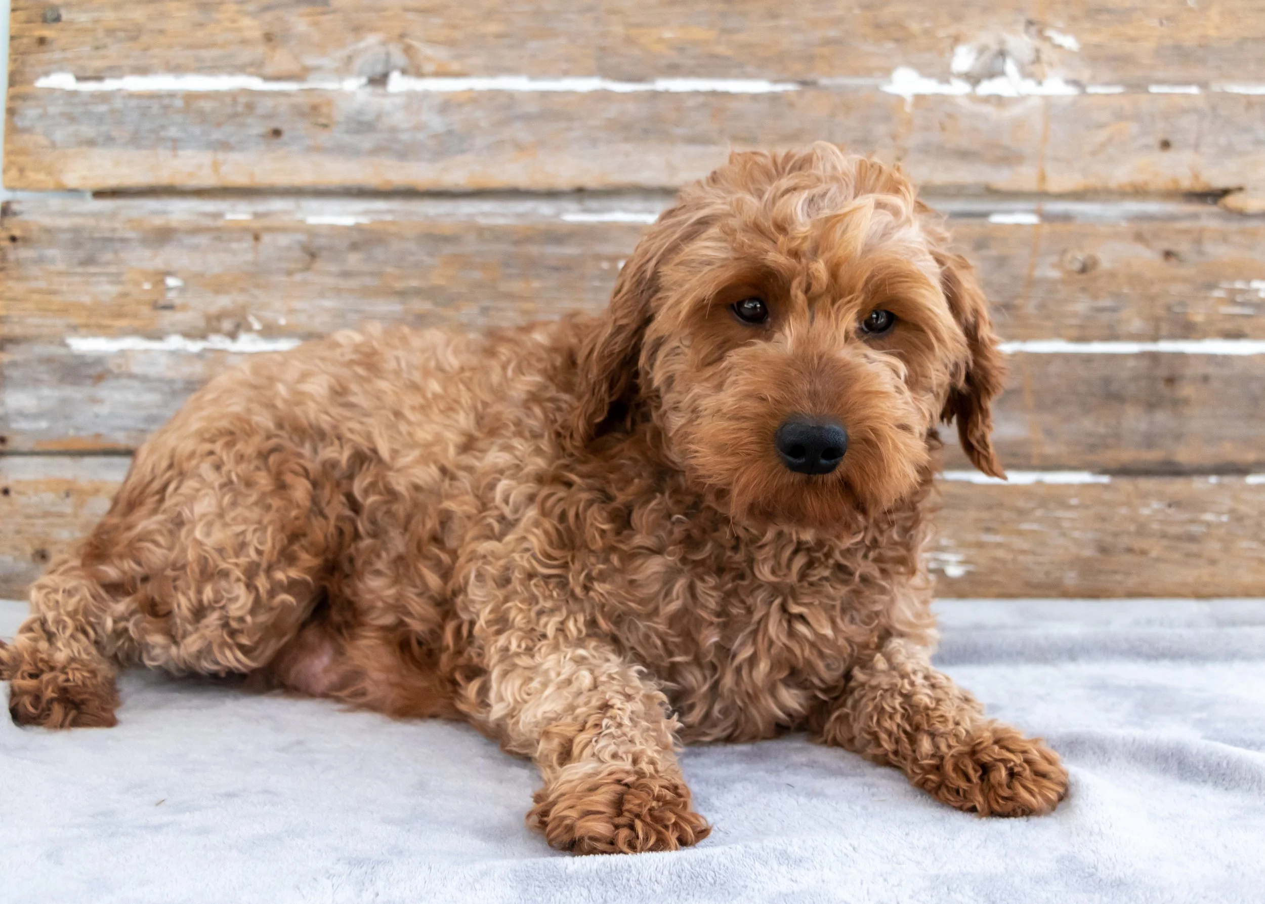 mom goldendoodle