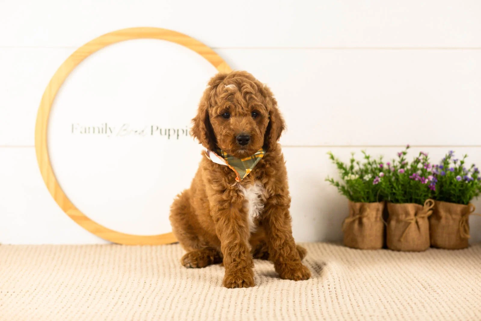 Denali goldendoodle for sale.jpg