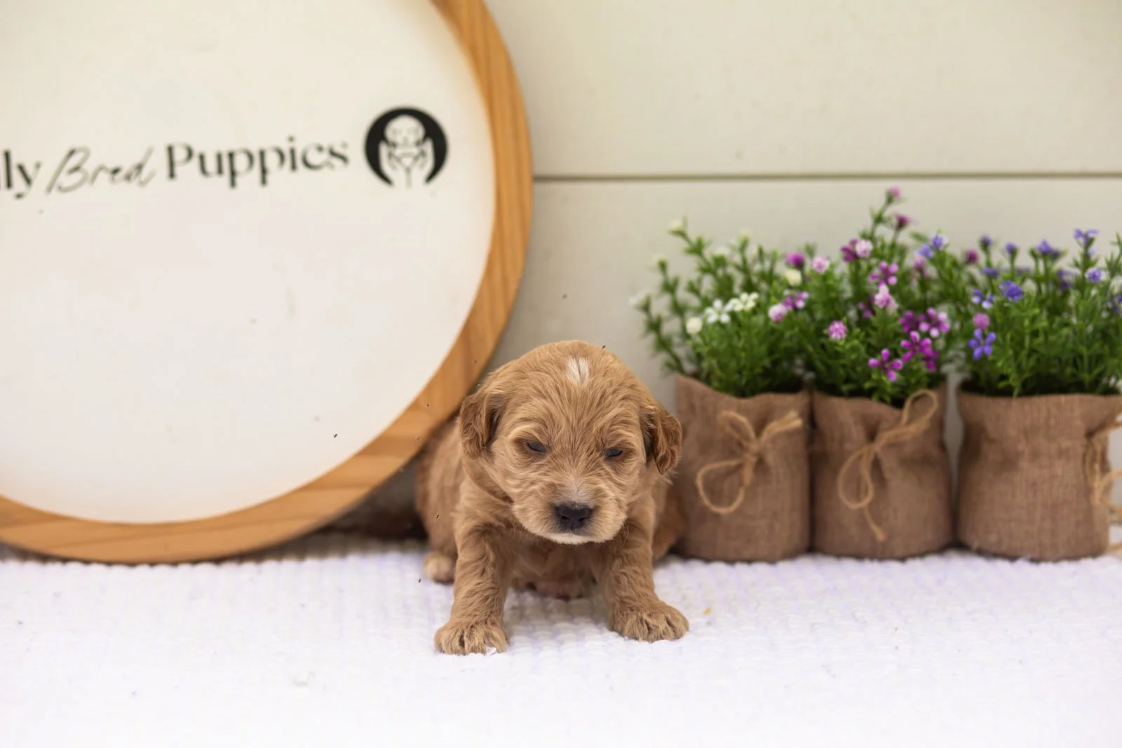 Hazel goldendoodle for sale.jpg