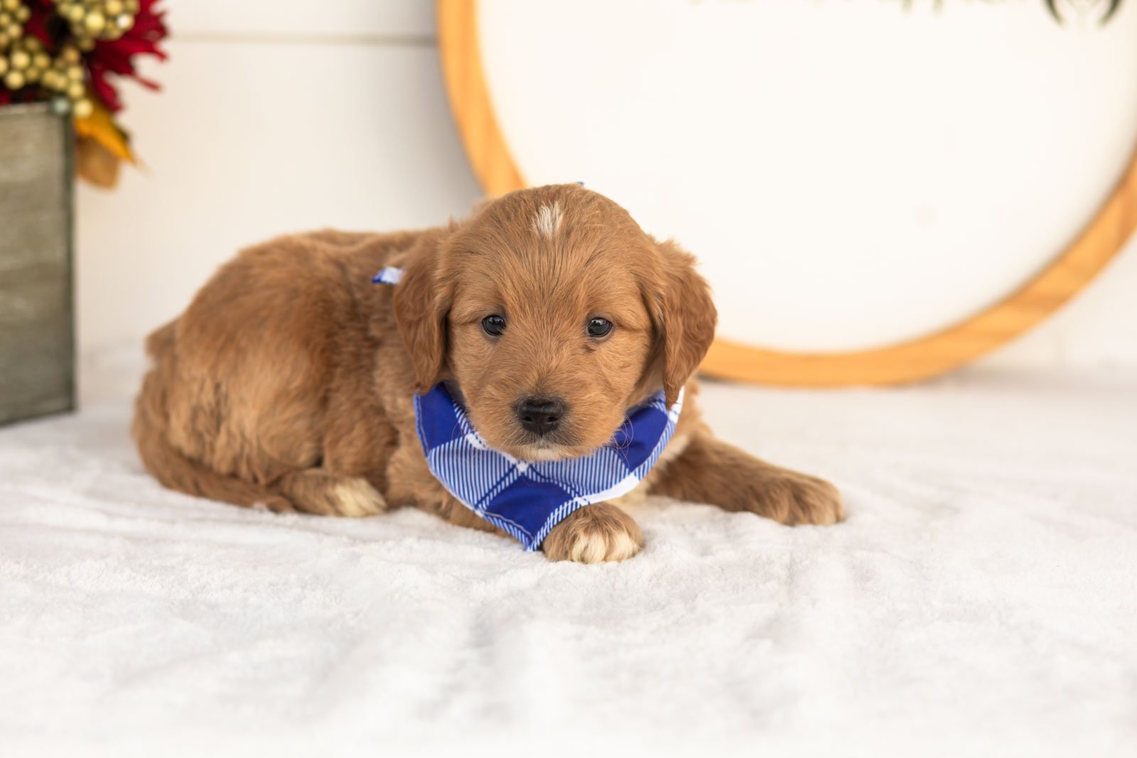 Flint goldendoodle for sale(3).jpg