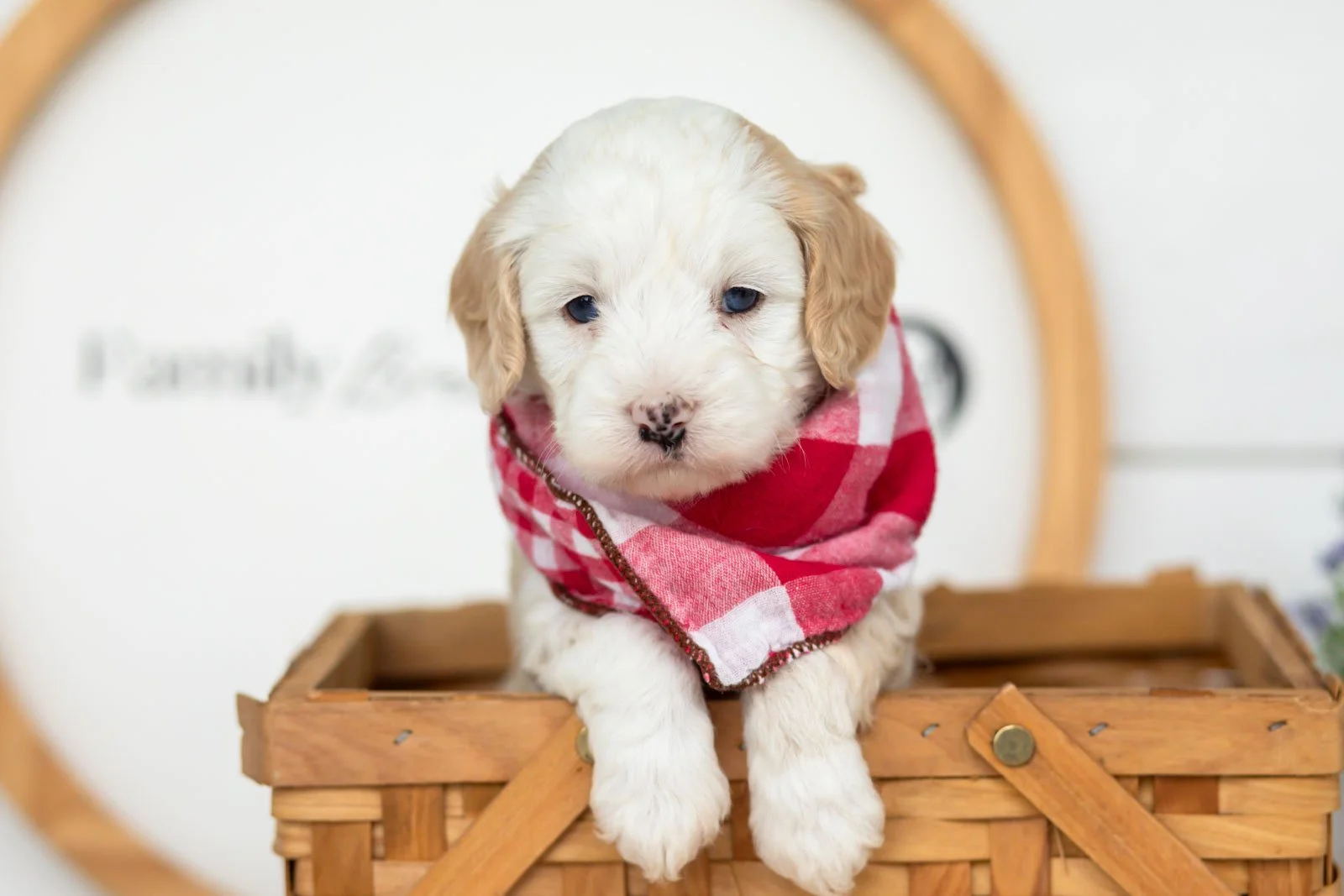 Flash goldendoodle for sale(2).jpg