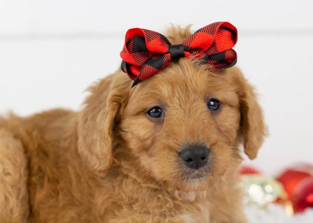 Peanut Goldendoodle for sale(2).jpg
