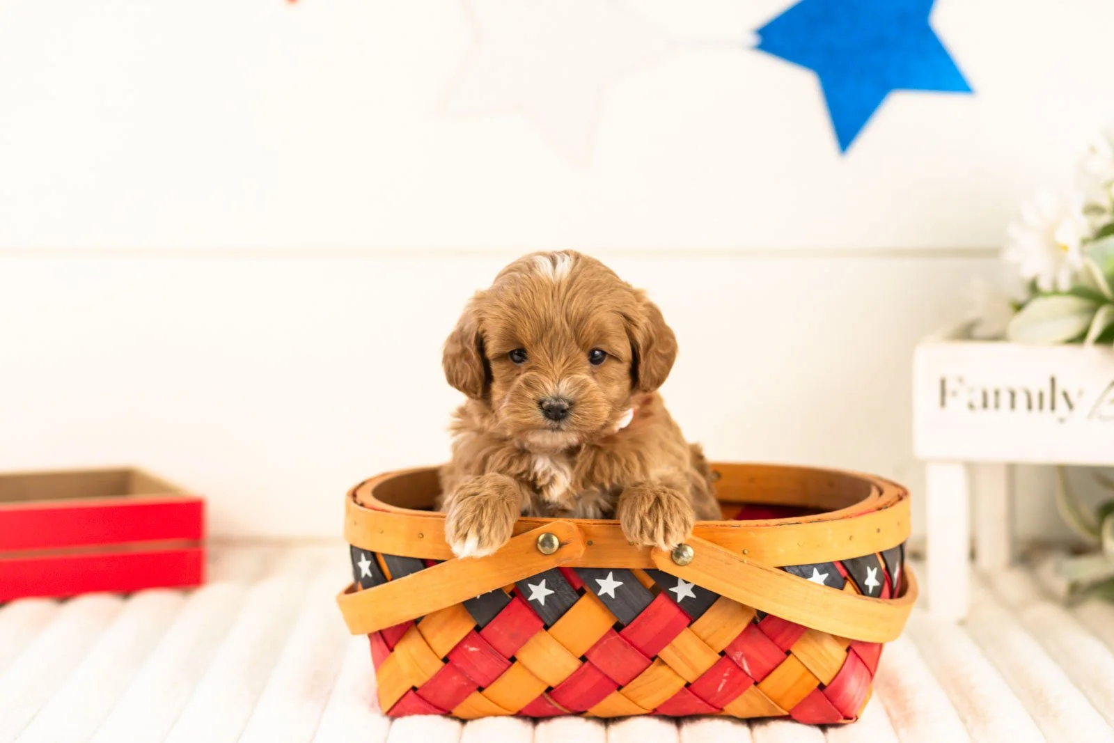 cobalt goldendoodle for sale(4).jpg