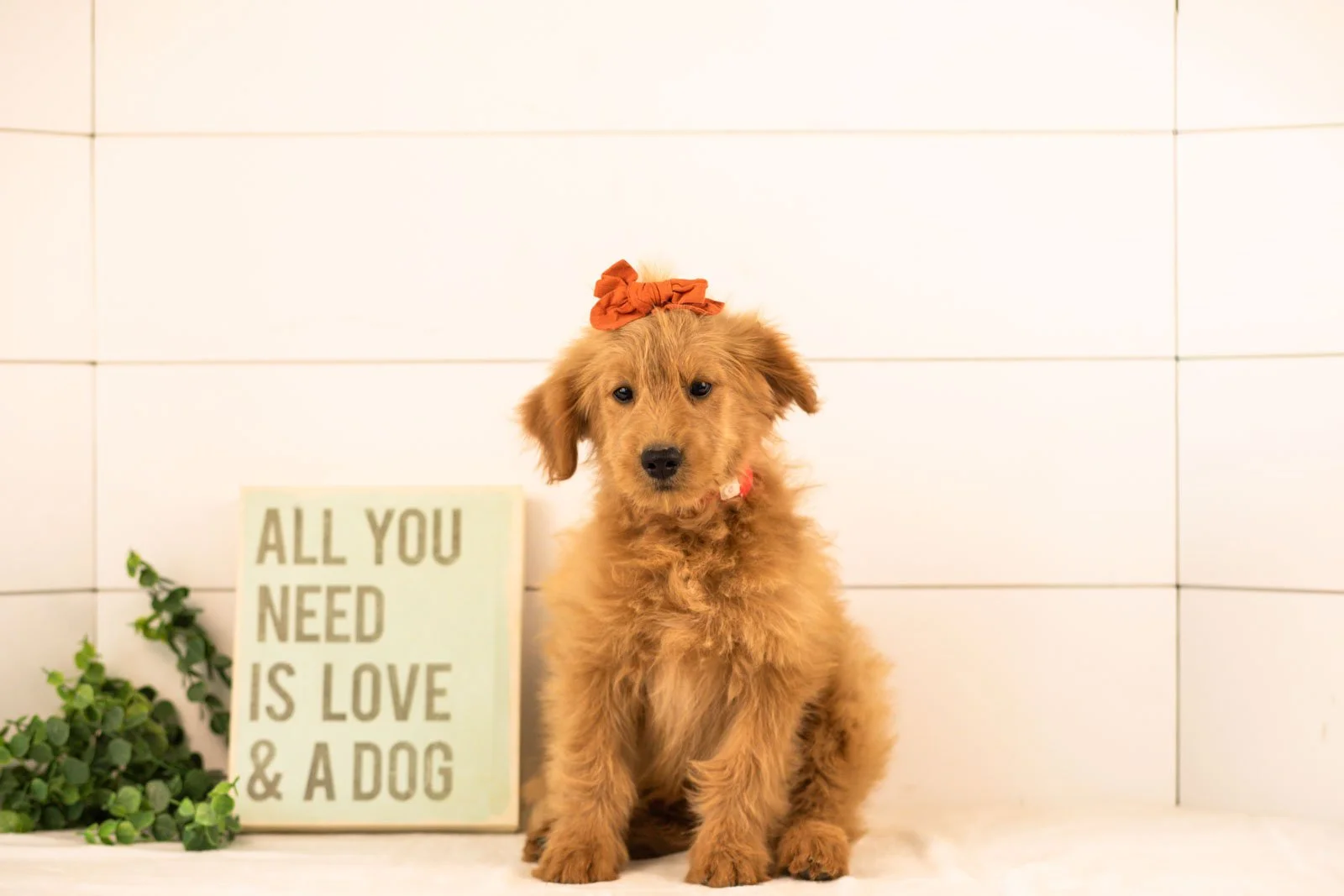 Esme goldendoodle for sale.jpg