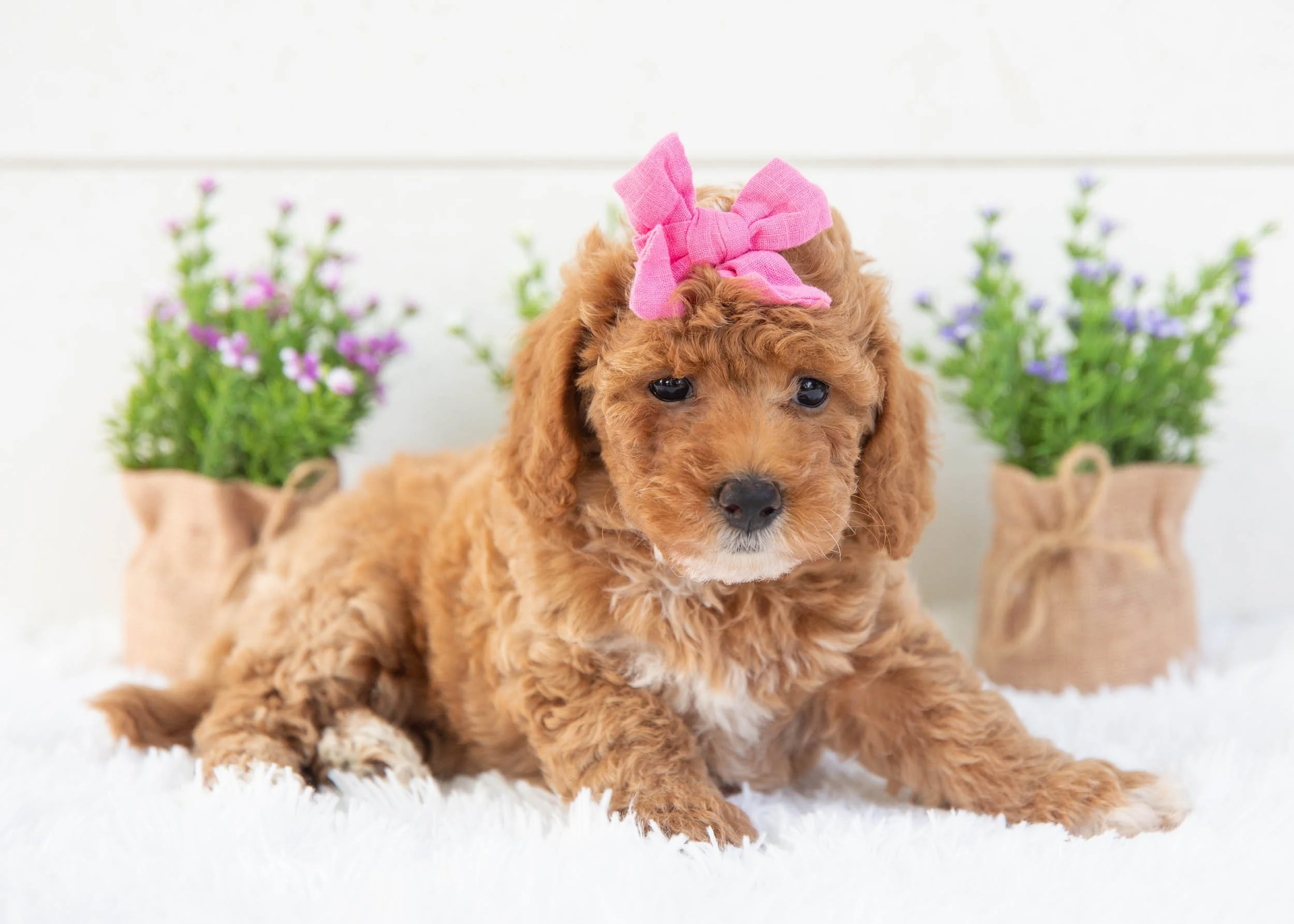 Tara goldendoodle for sale.jpg