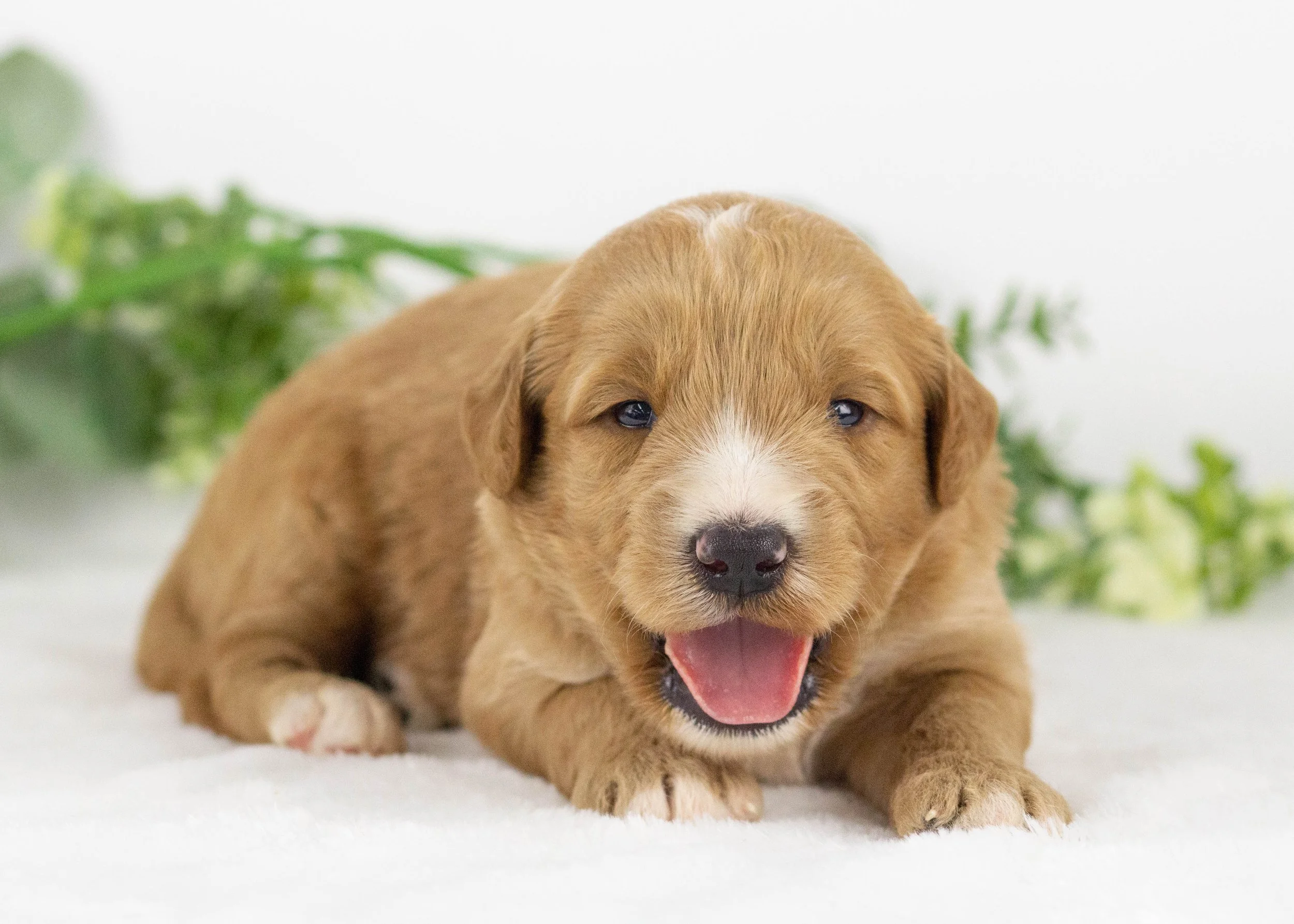 Lark goldendoodle for sale(3).jpg