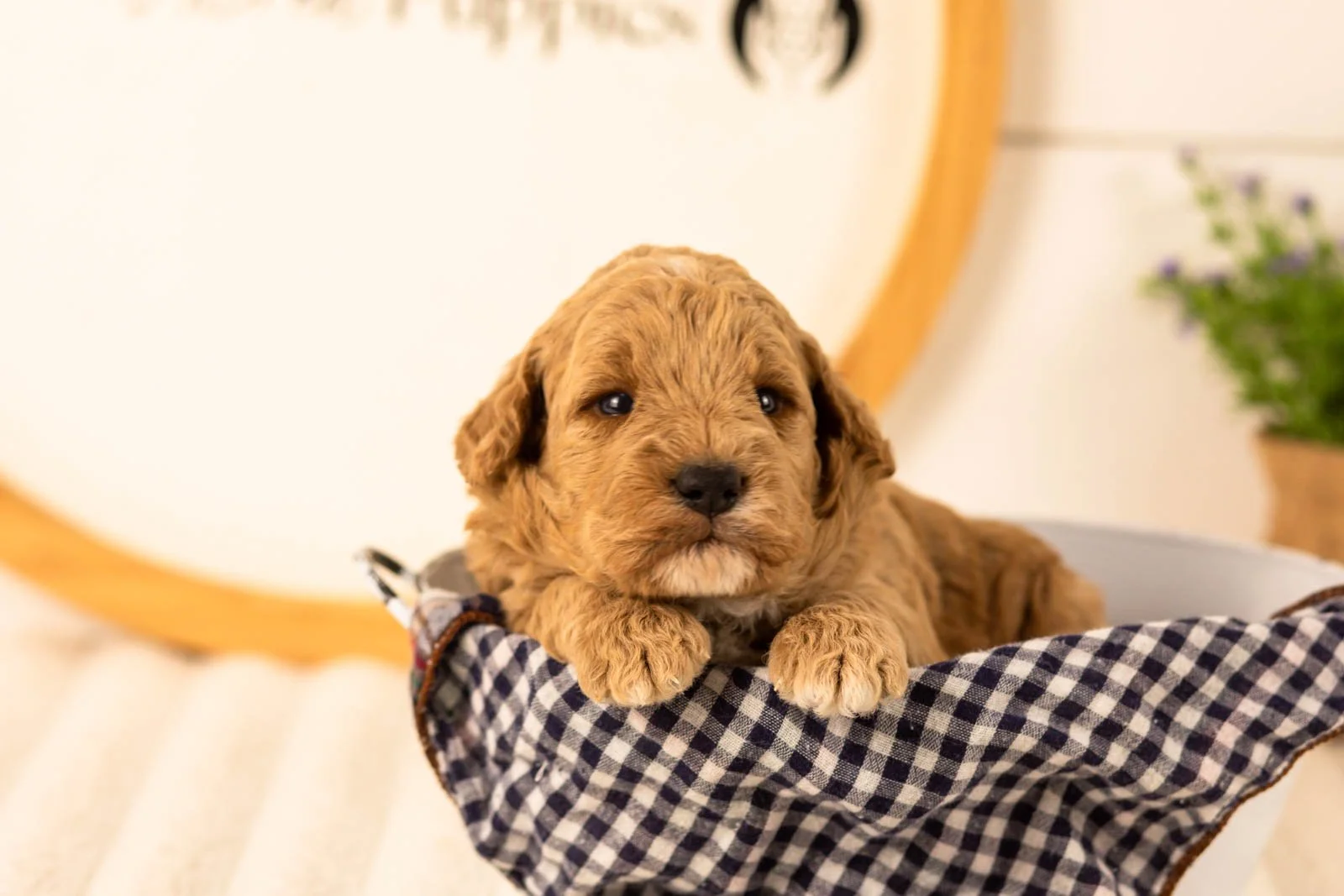 Ikia goldendoodle for sale(2).jpg