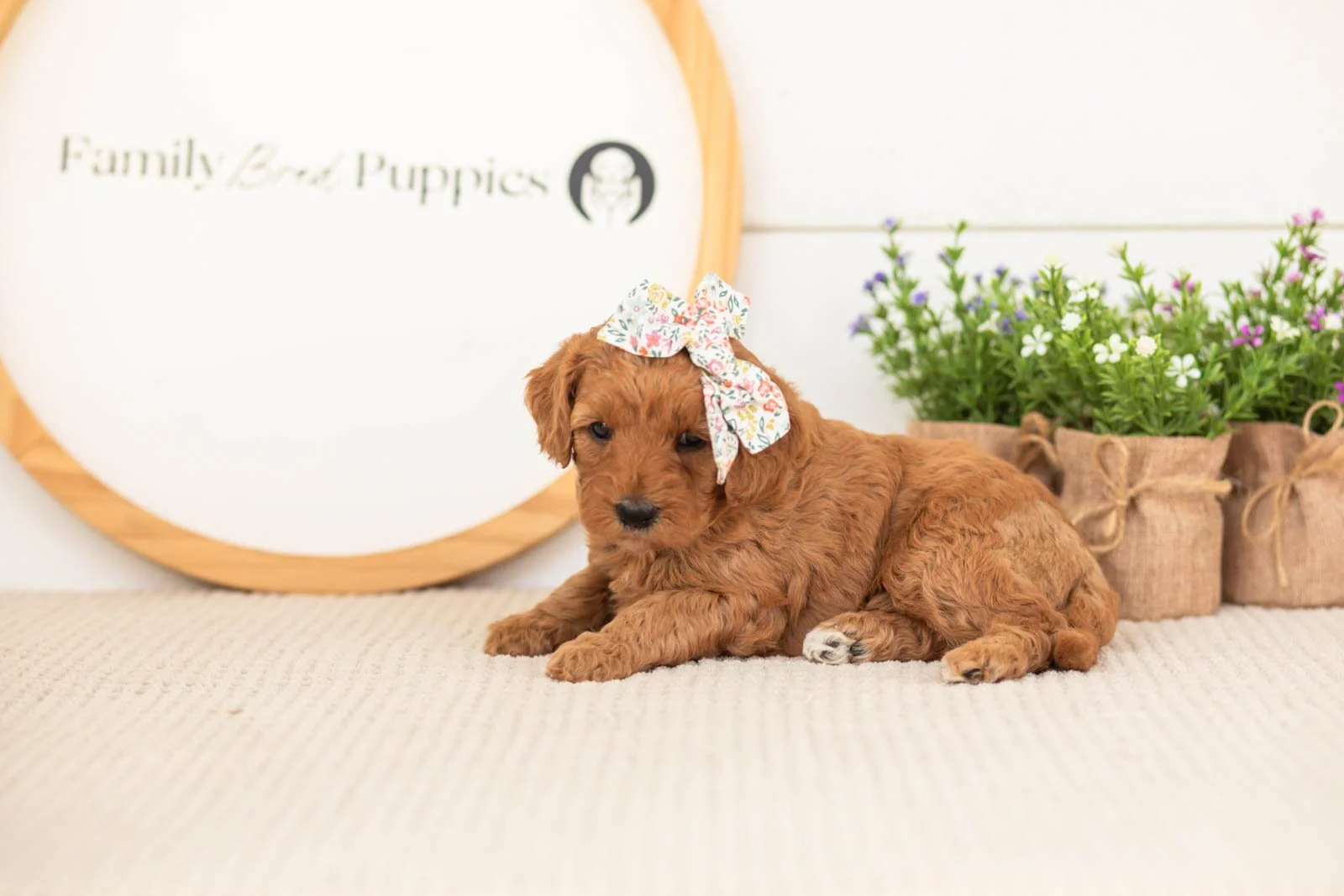 Starlet goldendoodle for sale.jpg