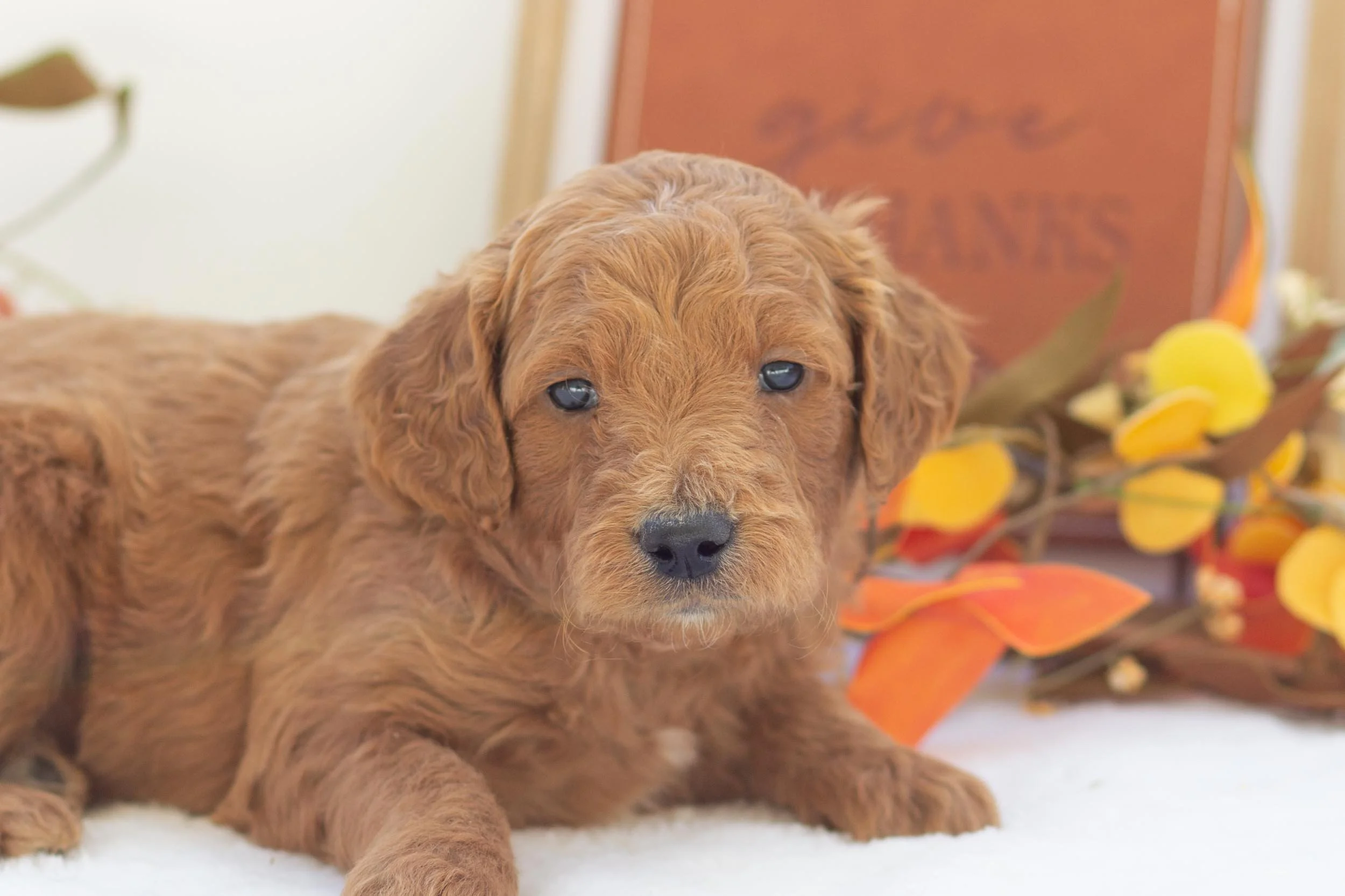 pie goldendoodle for sale(1).jpg