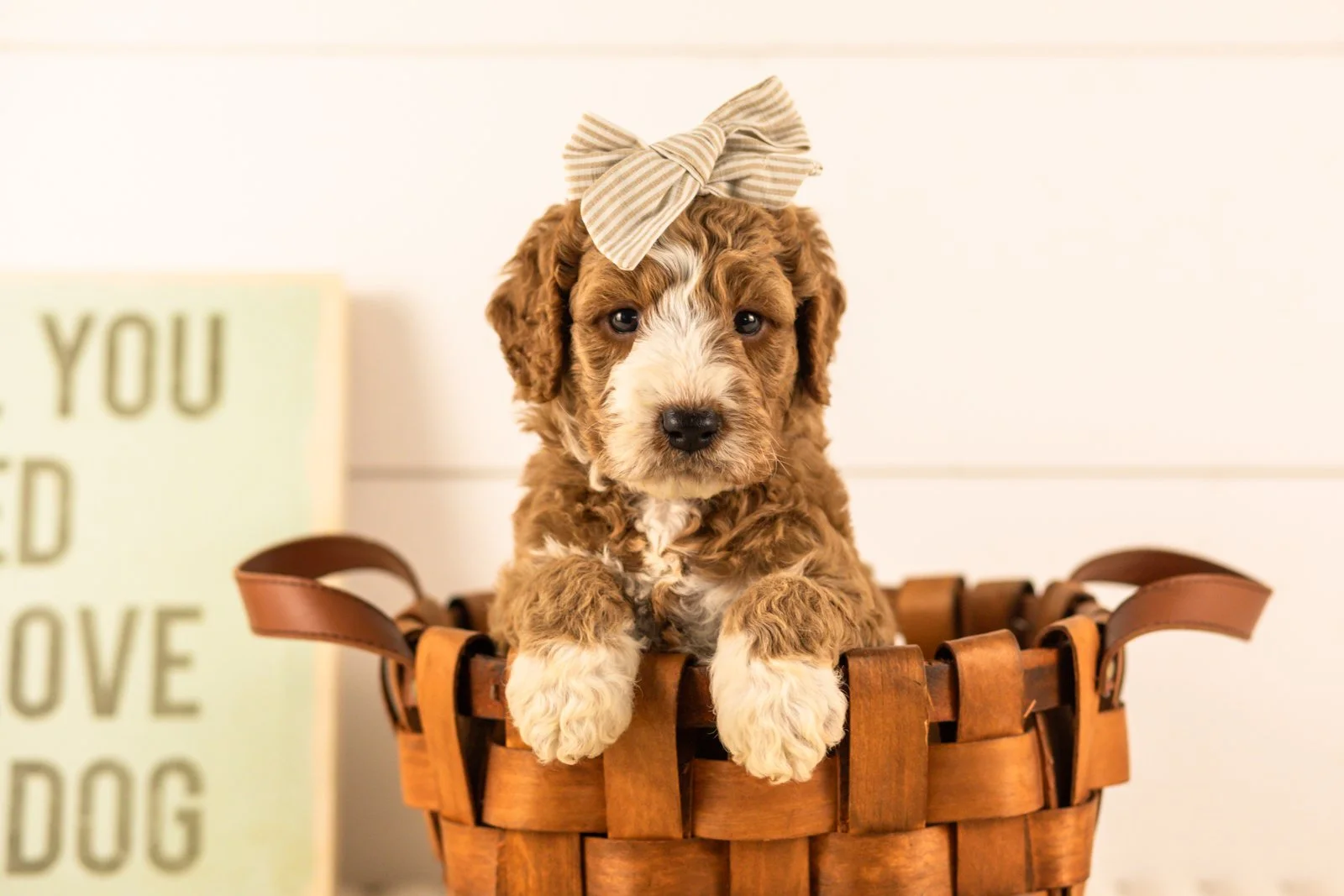 Lindsey goldendoodle for sale(3).jpg