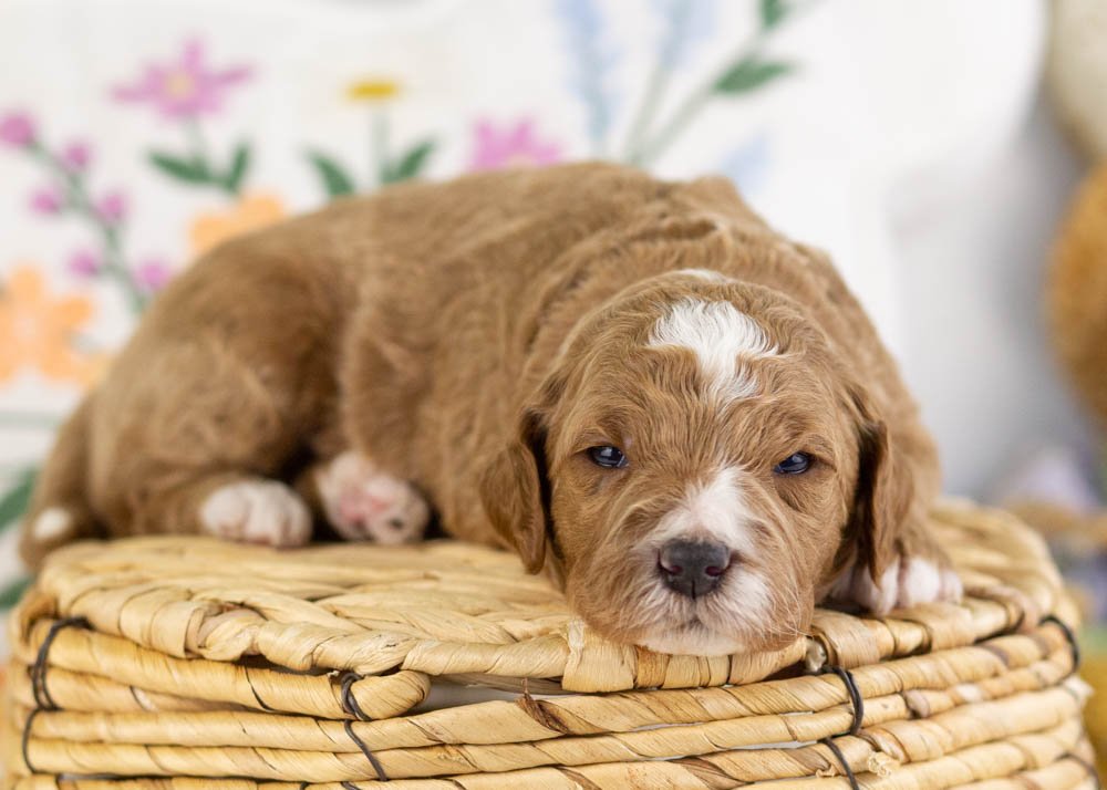 goldendoodle for sale