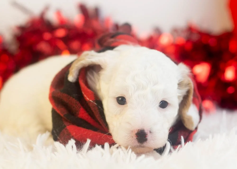 Bentley goldendoodle for sale(2).jpg