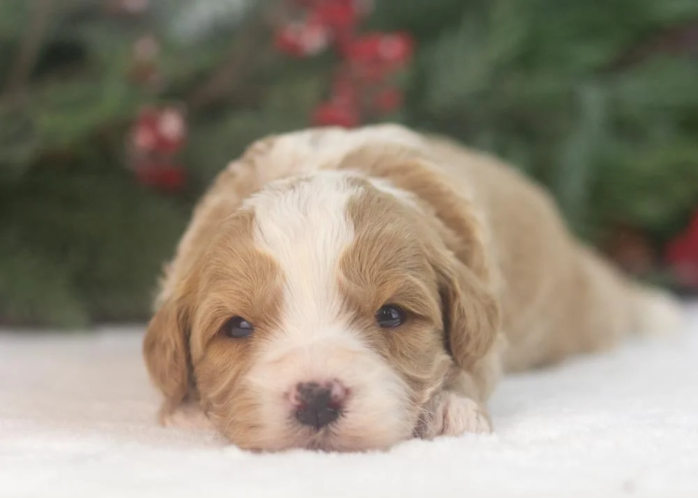 Dustin goldendoodle for sale(4).jpg