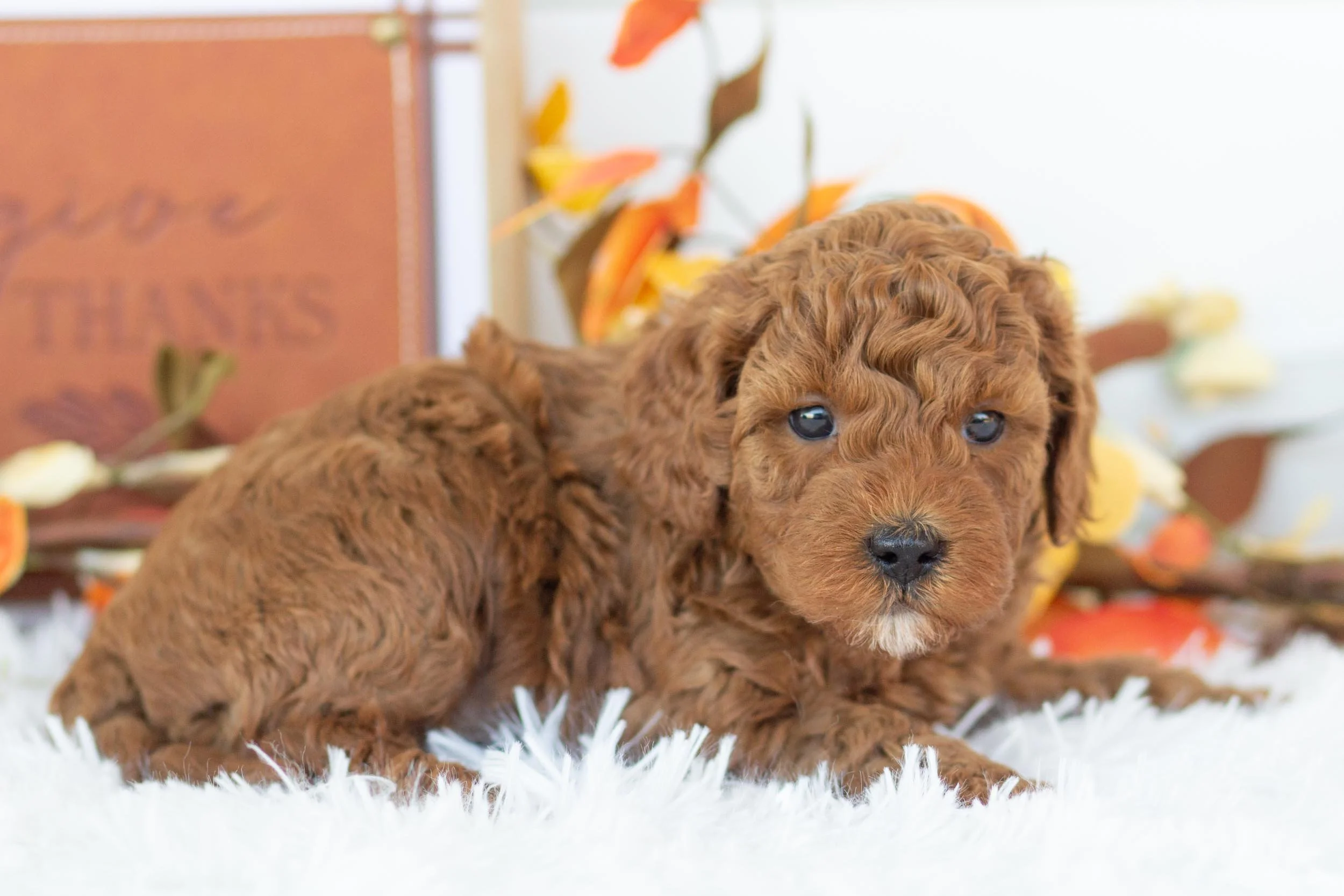 cargo goldendoodle for sale(1).jpg