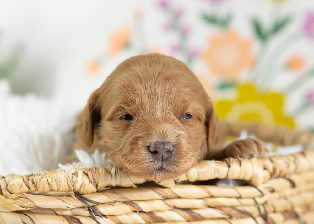 muffin goldendoodle for sale.jpg