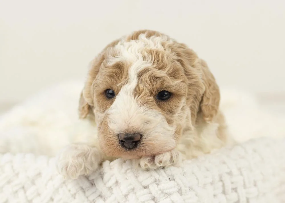 Bluey goldendoodle for sale.jpg