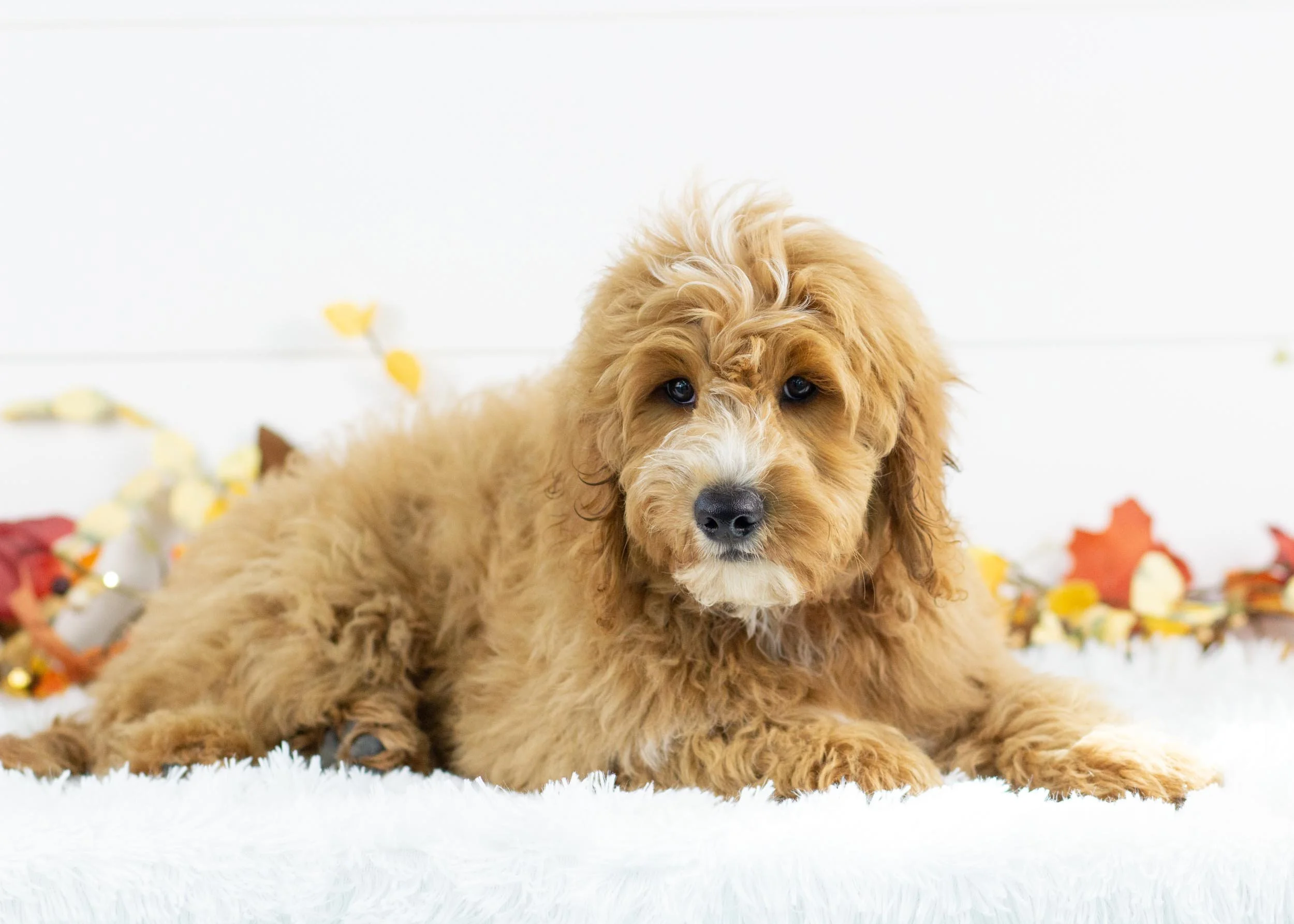 Falcon goldendoodle for sale(1).jpg