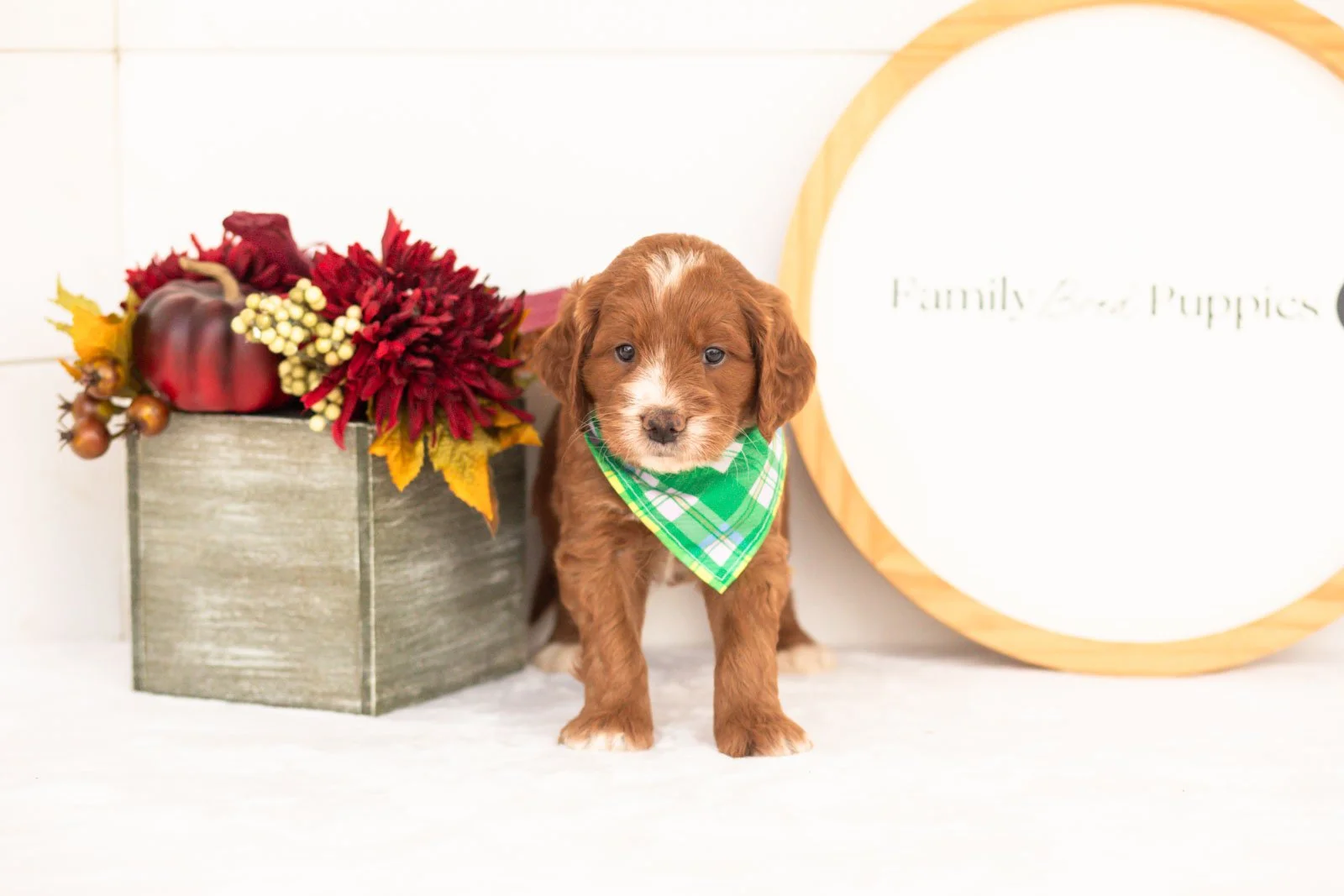 Barney goldendoodle for sale(4).jpg