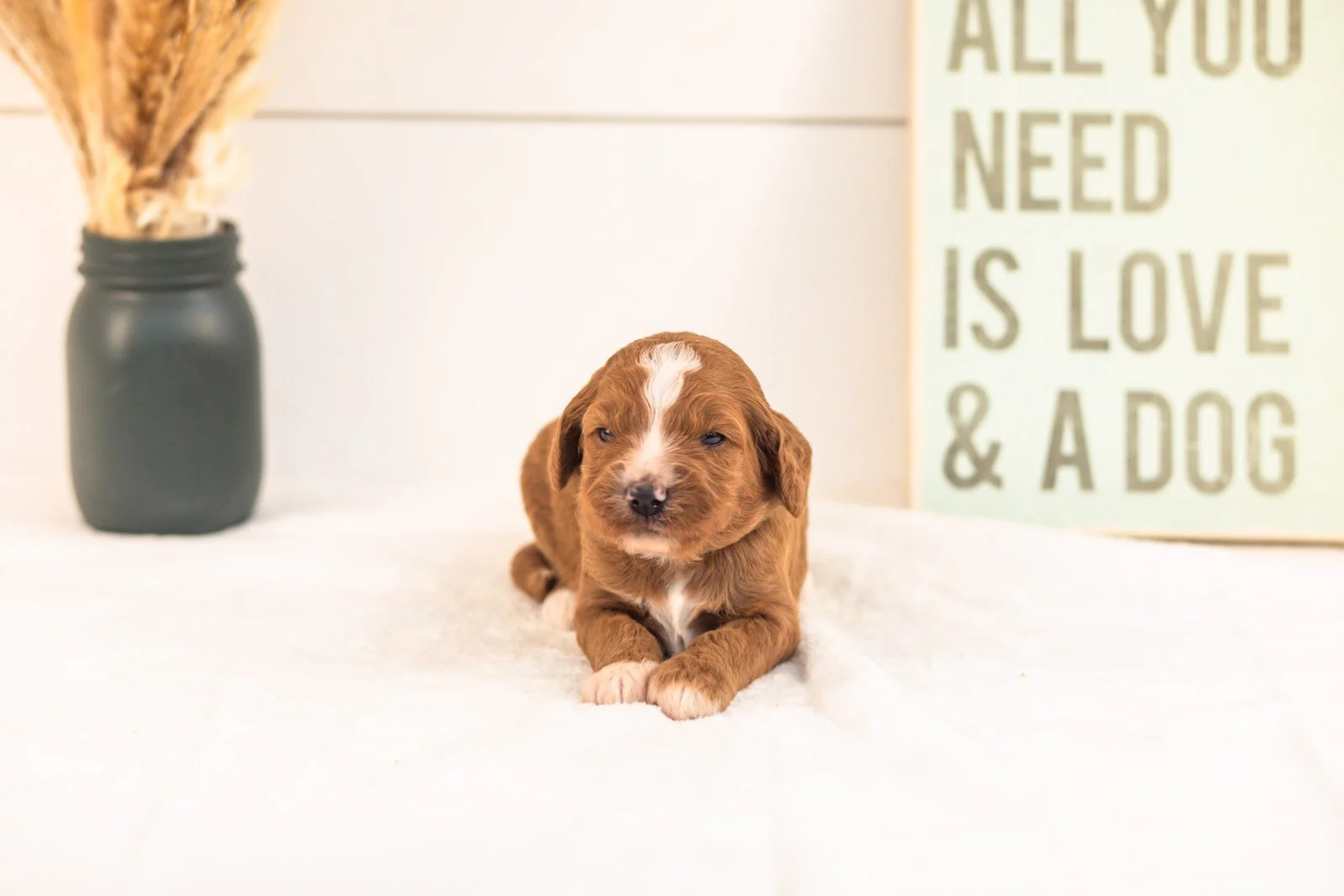 Heffalump goldendoodle for sale(3).jpg