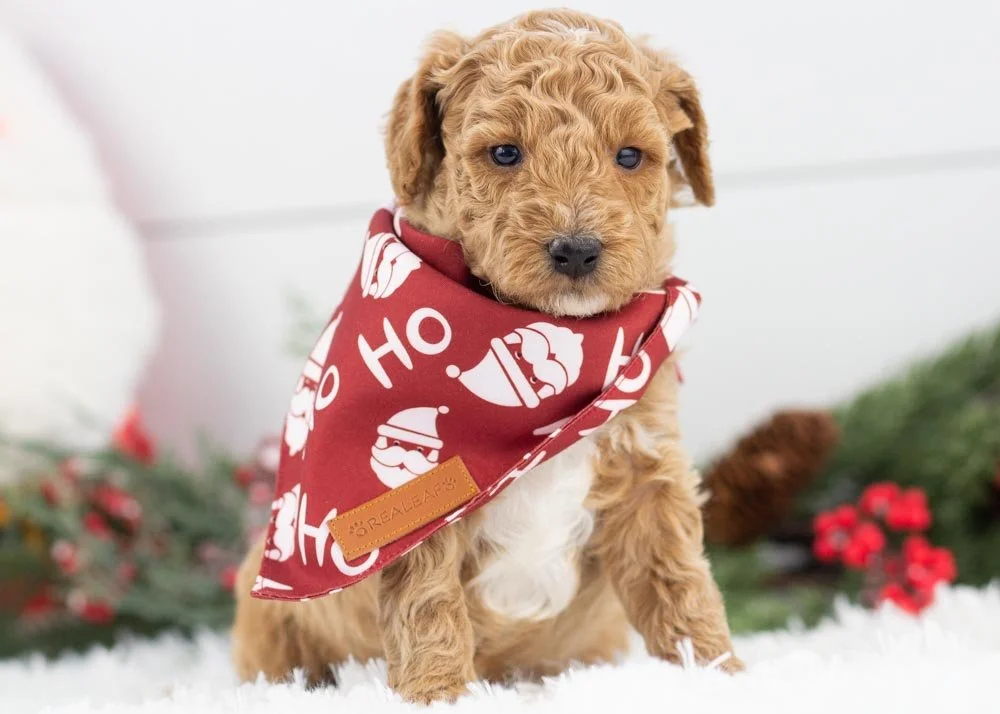Mint goldendoodle for sale(1).jpg