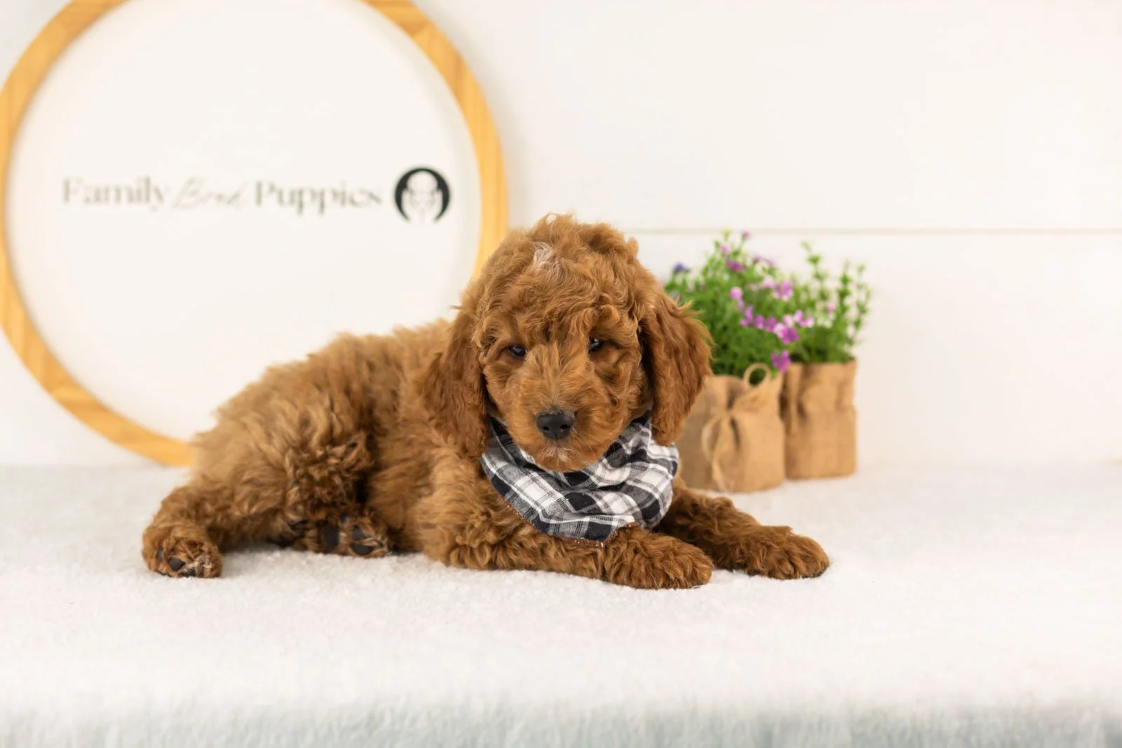 Denali goldendoodle for sale.jpg