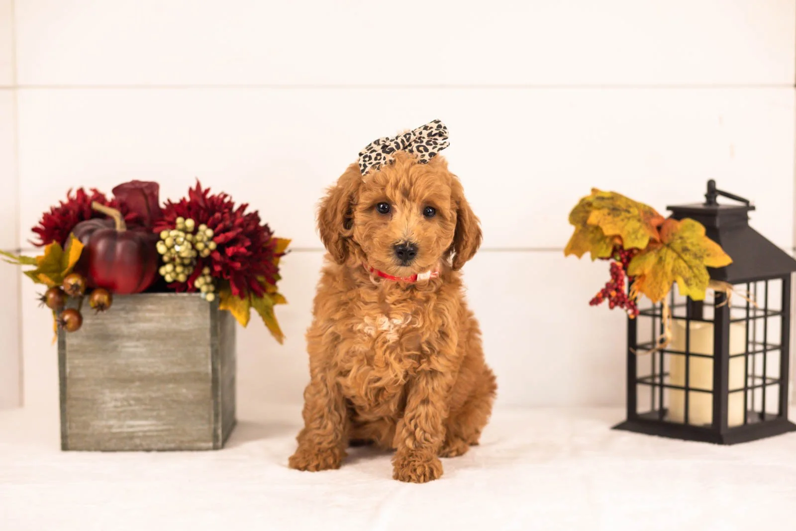 Fiona goldendoodle for sale 5.jpg
