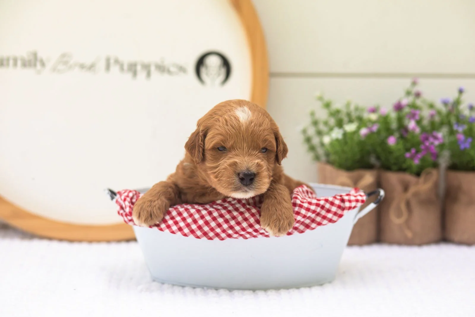 Aspen goldendoodle for sale(4).jpg
