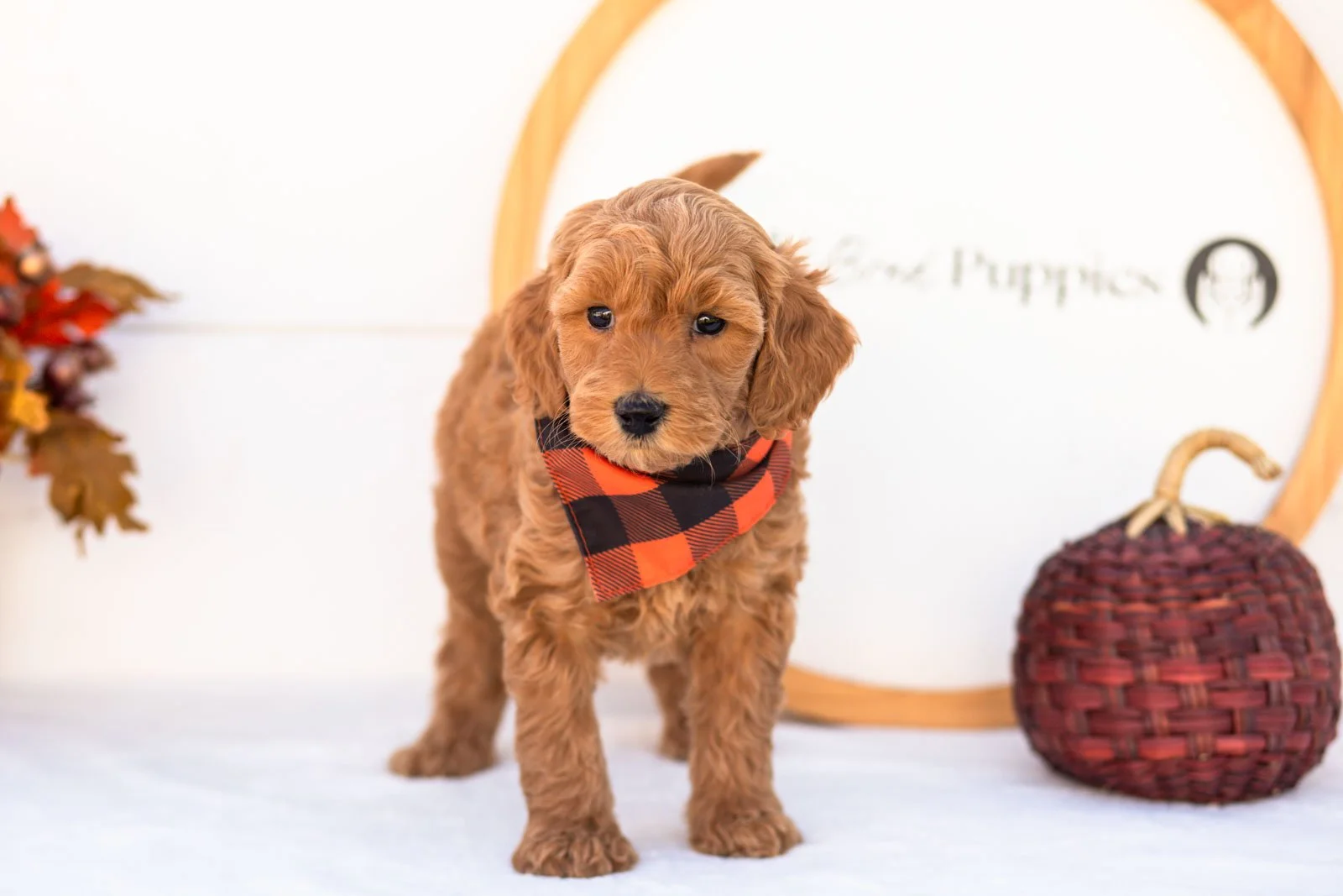 Emmanuel goldendoodle for sale 3.jpg
