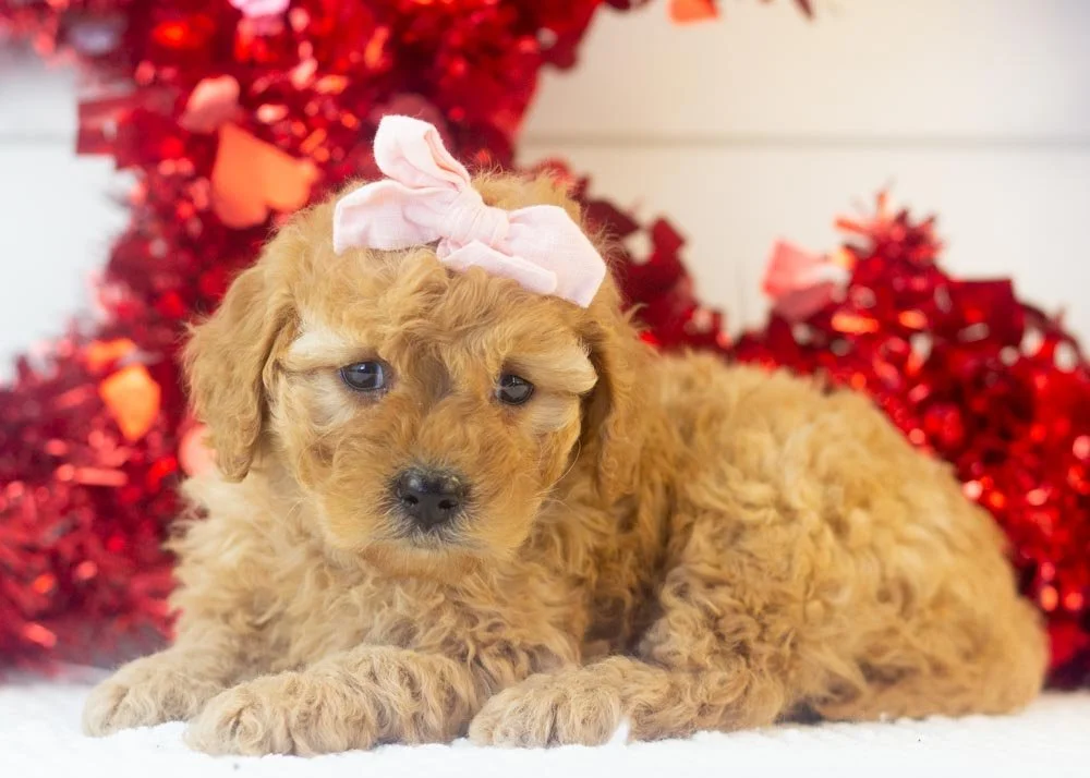 Whitney goldendoodle for sale.jpg