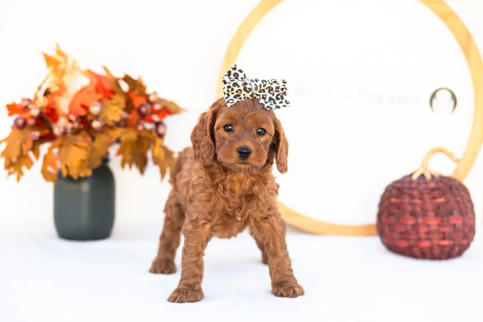 Eva goldendoodle for sale 3.jpg