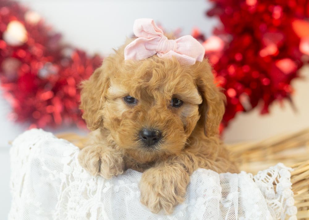 goldendoodle for sale