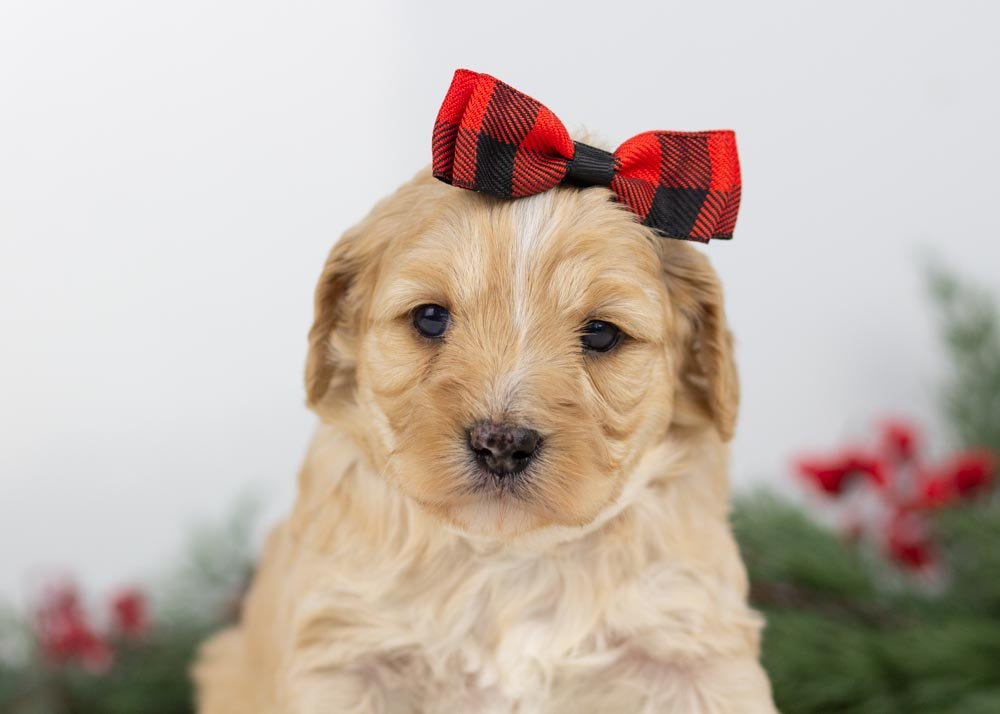 L Lambright 11-1-25 Snowflake 3.60-4.jpg