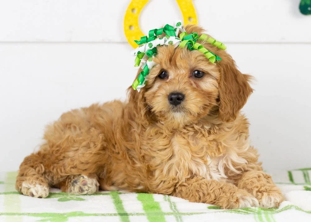 Bo Peep goldendoodle for sale(2).jpg