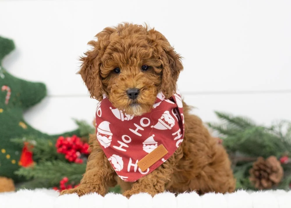 Palazzo goldendoodle for sale(1).jpg