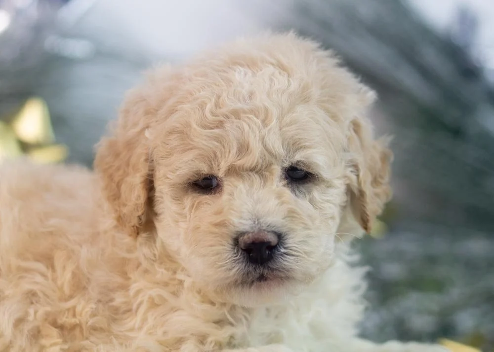 Darling goldendoodle for sale(1).jpg