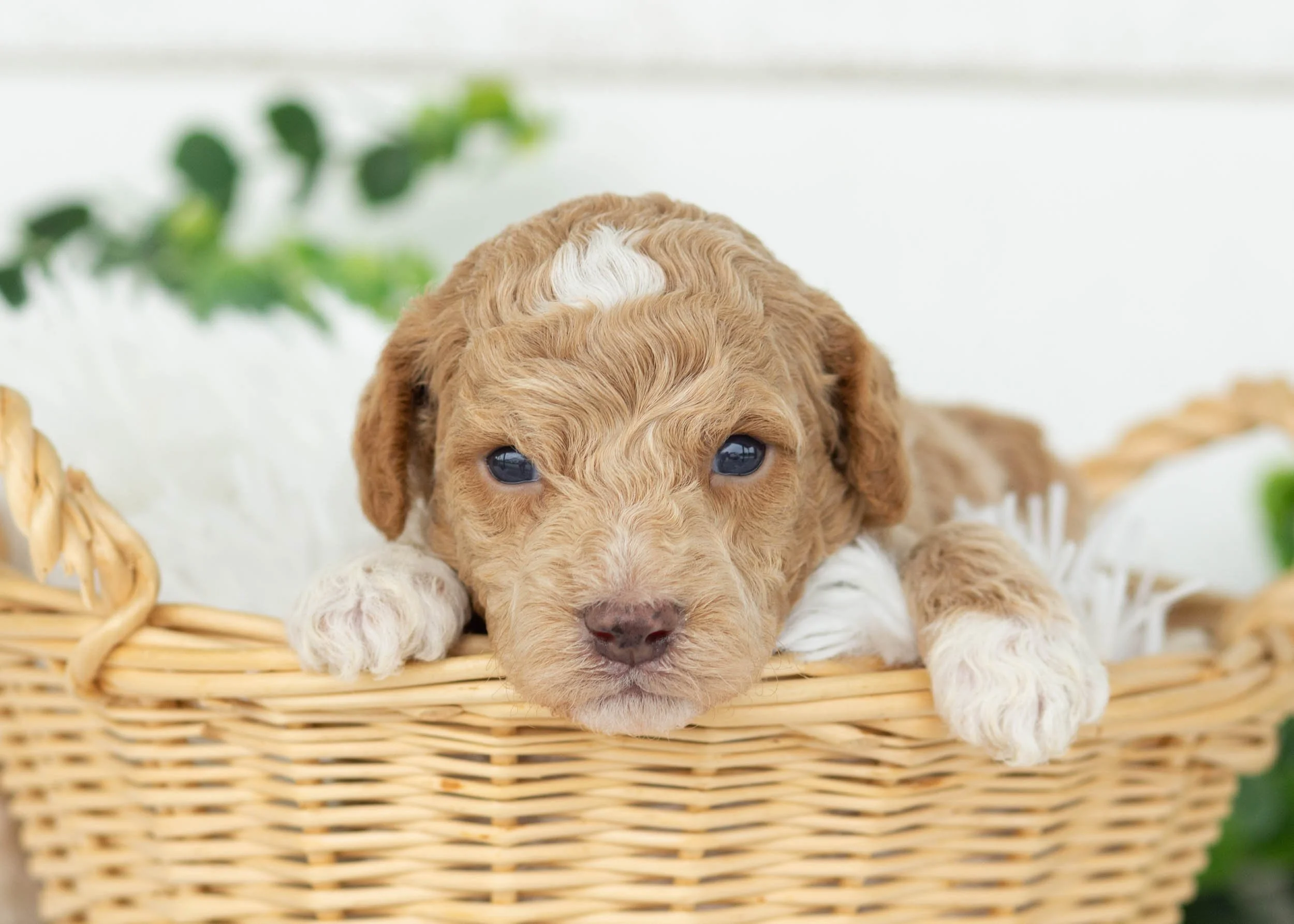 Charles goldendoodle for sale1.jpg