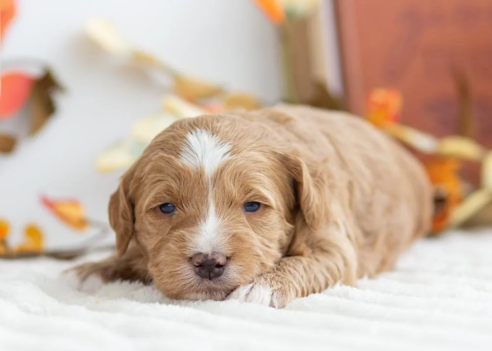 Butter Pecan goldendoodle for sale(3).jpg