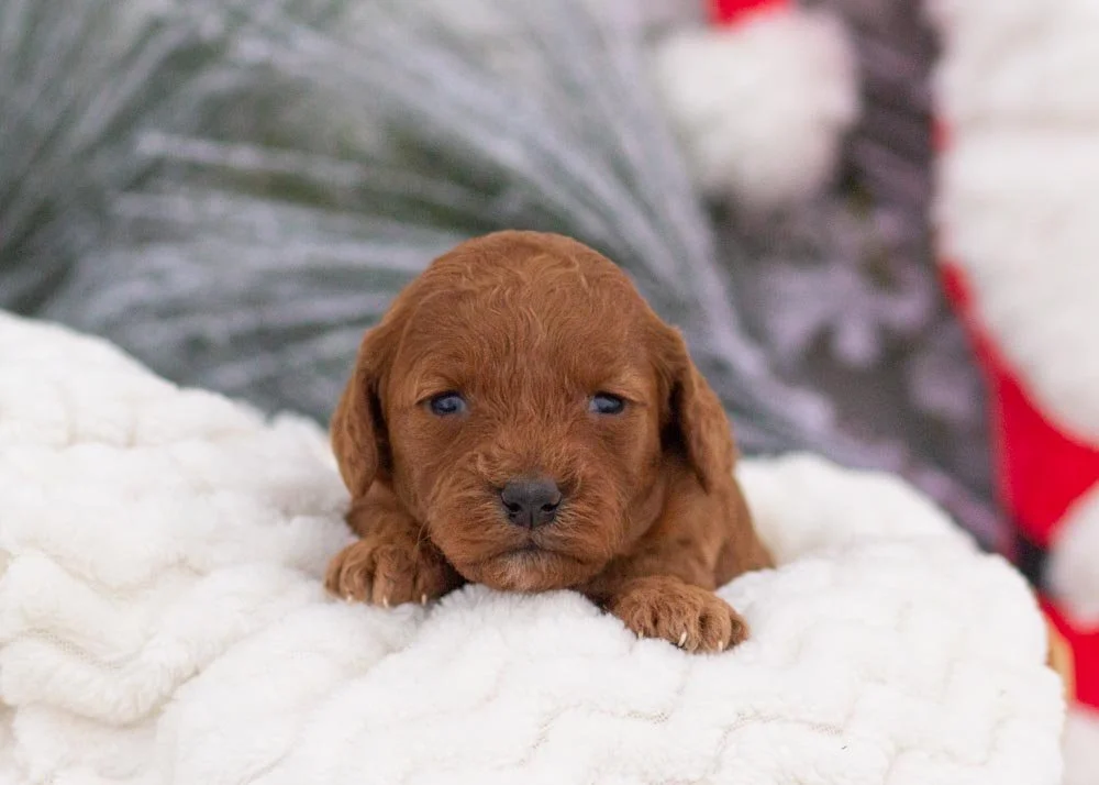 Raven goldendoodle for sale.jpg