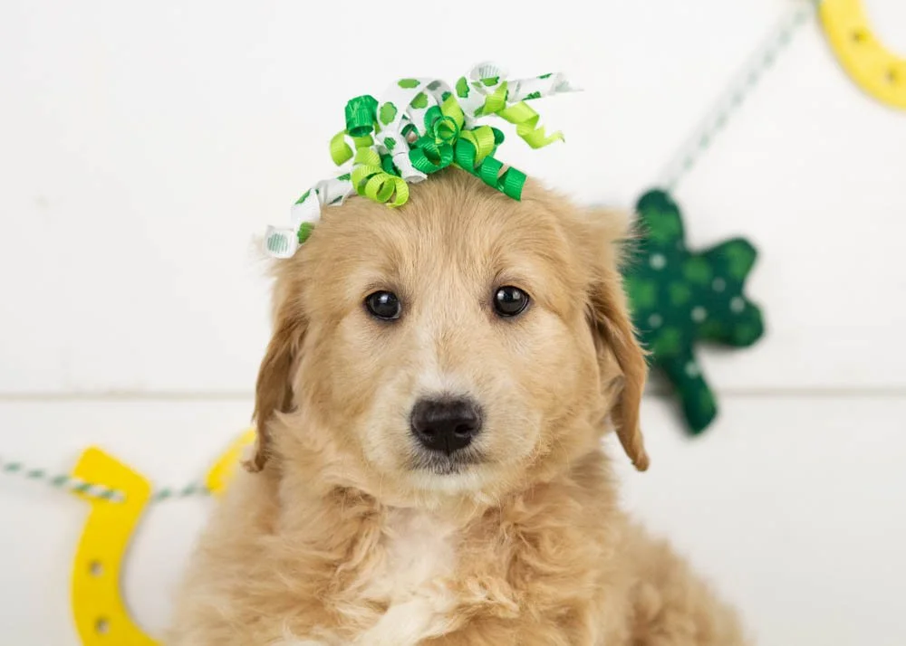 Lolly goldendoodle for sale(2).jpg