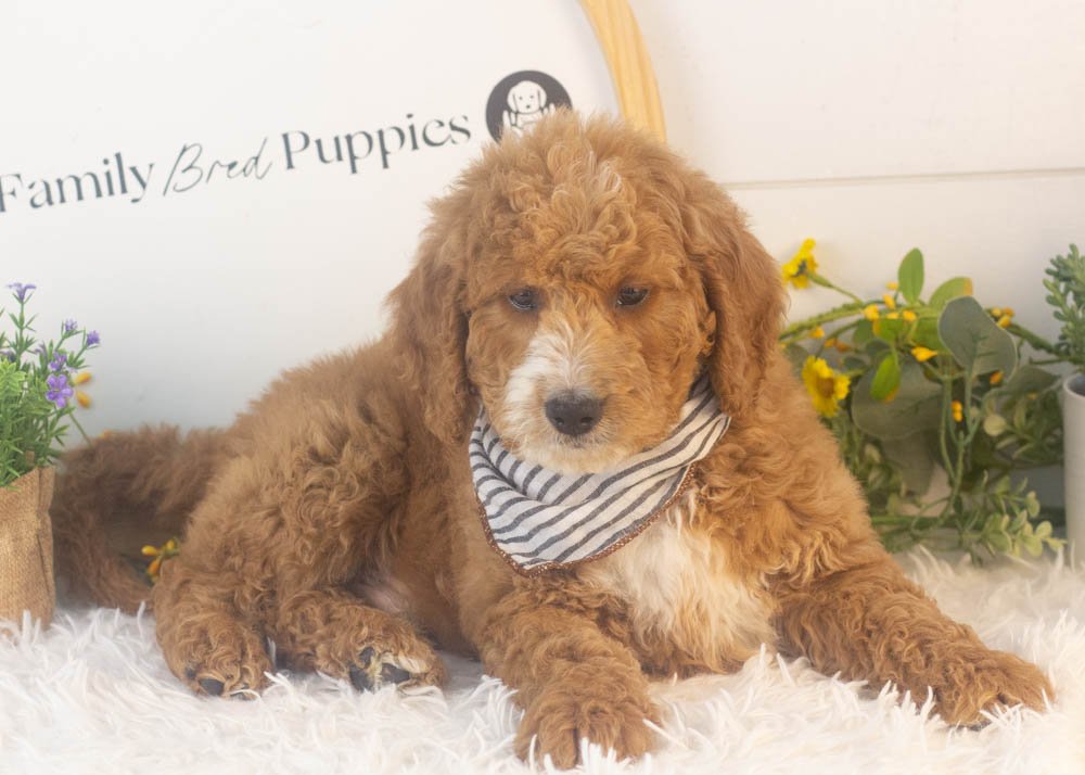 Larry goldendoodle for sale.jpg