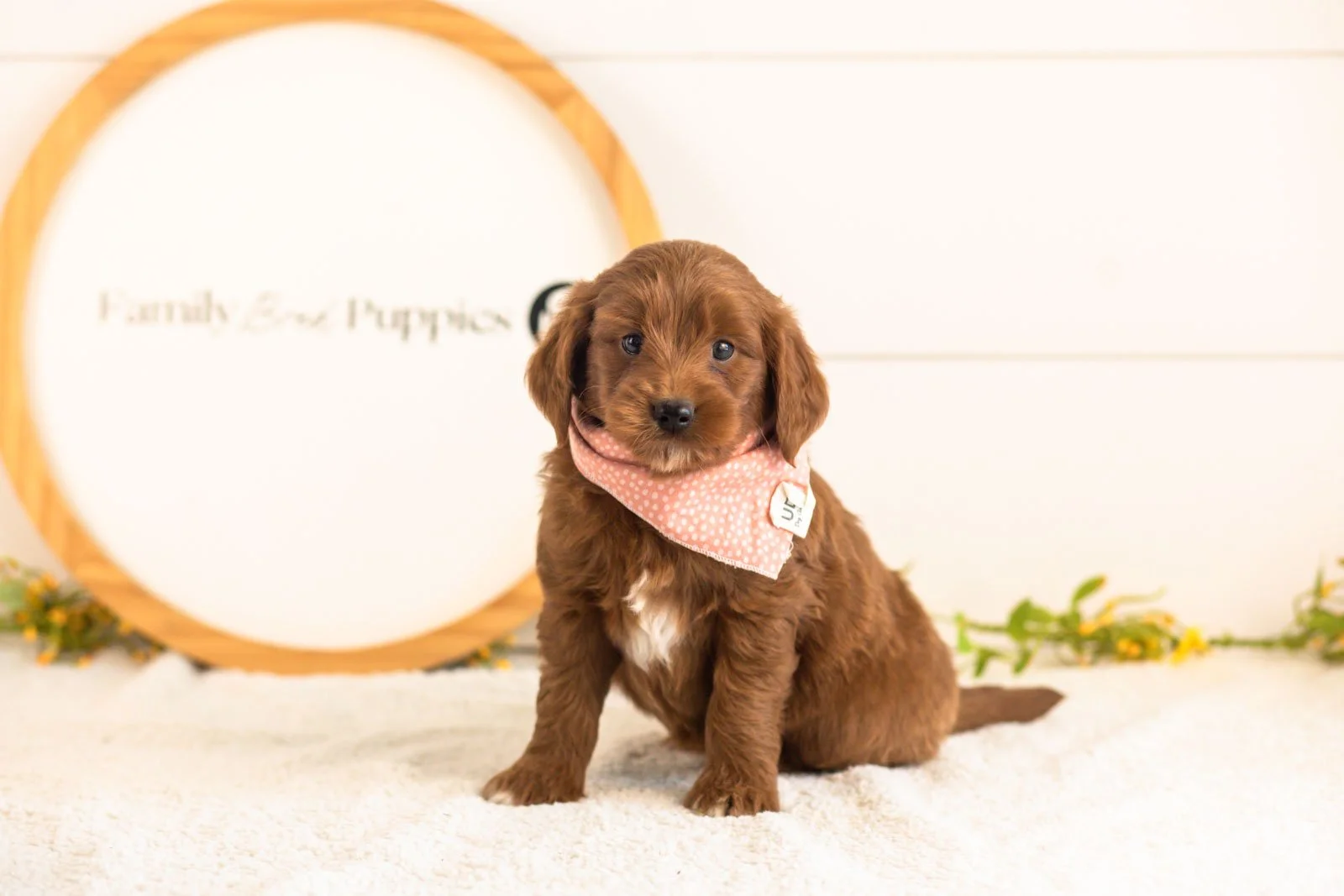 Nalu goldendoodle for sale.jpg
