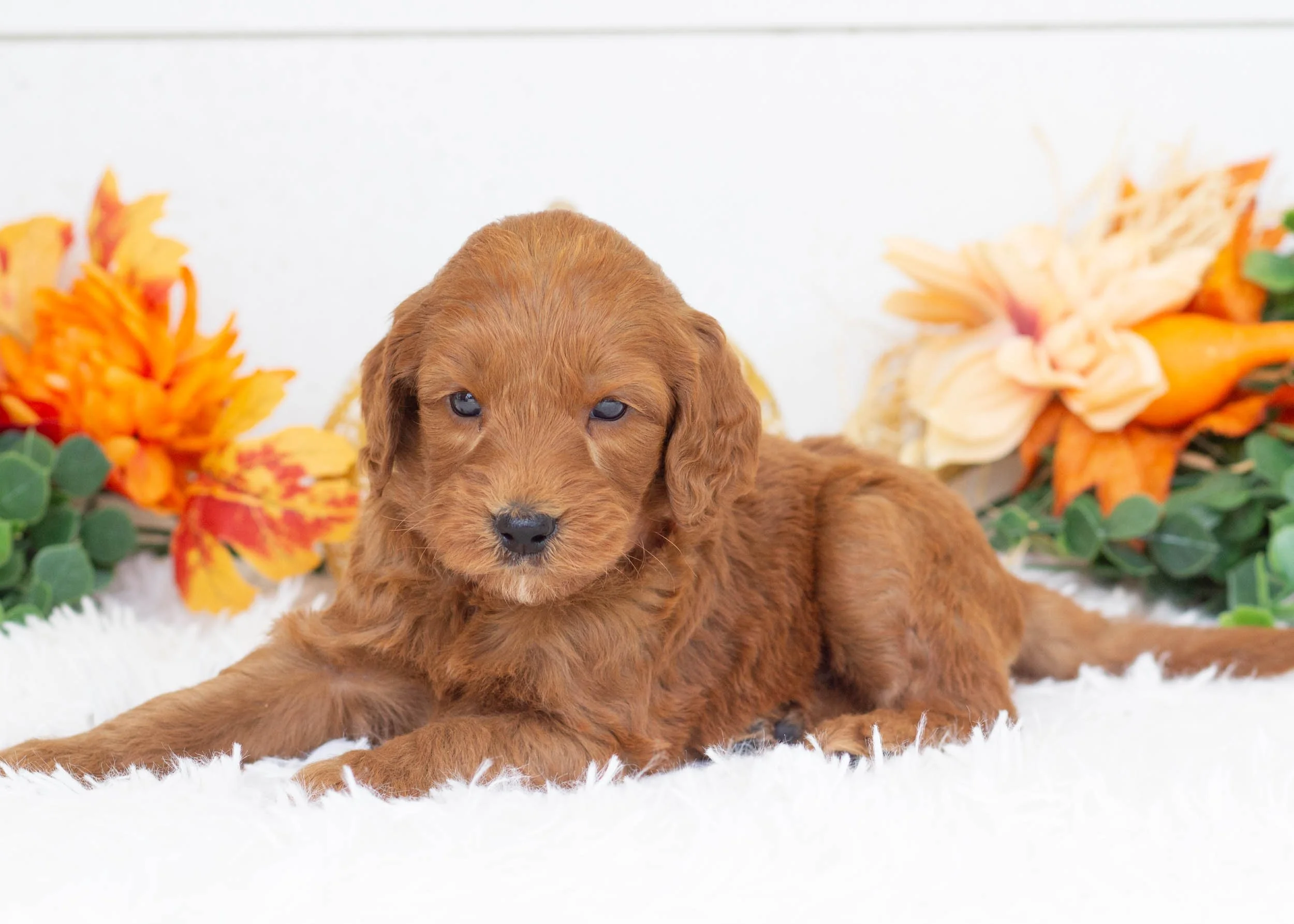 Augusta goldendoodle for sale(1).jpg