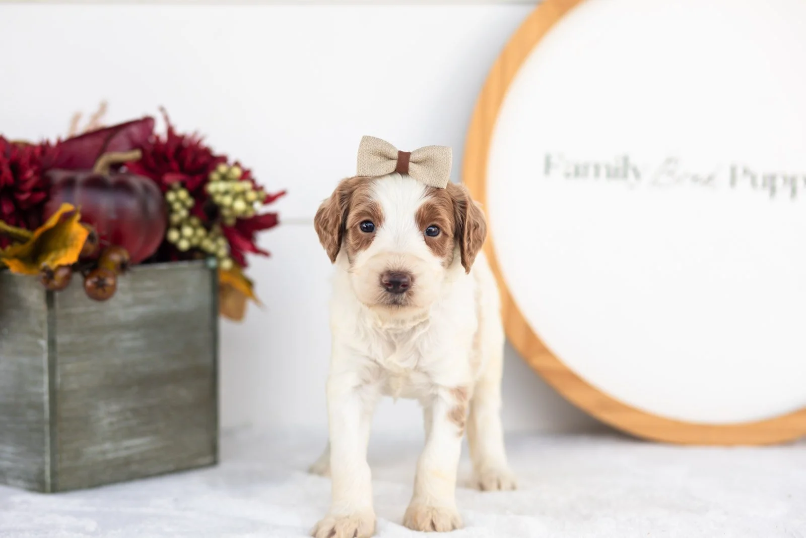 Pamir goldendoodle for sale(3).jpg