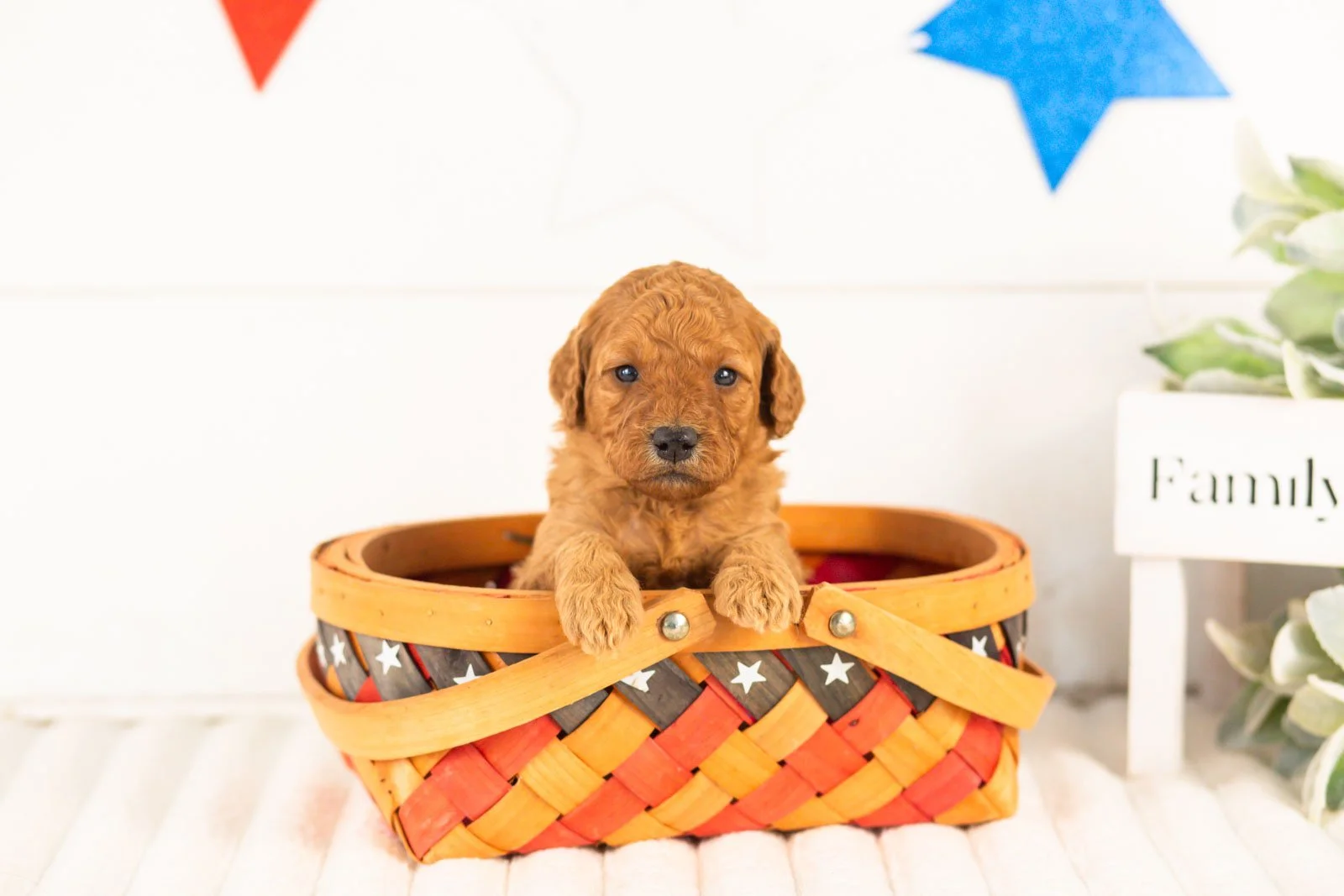 Savannah goldendoodle for sale(4).jpg