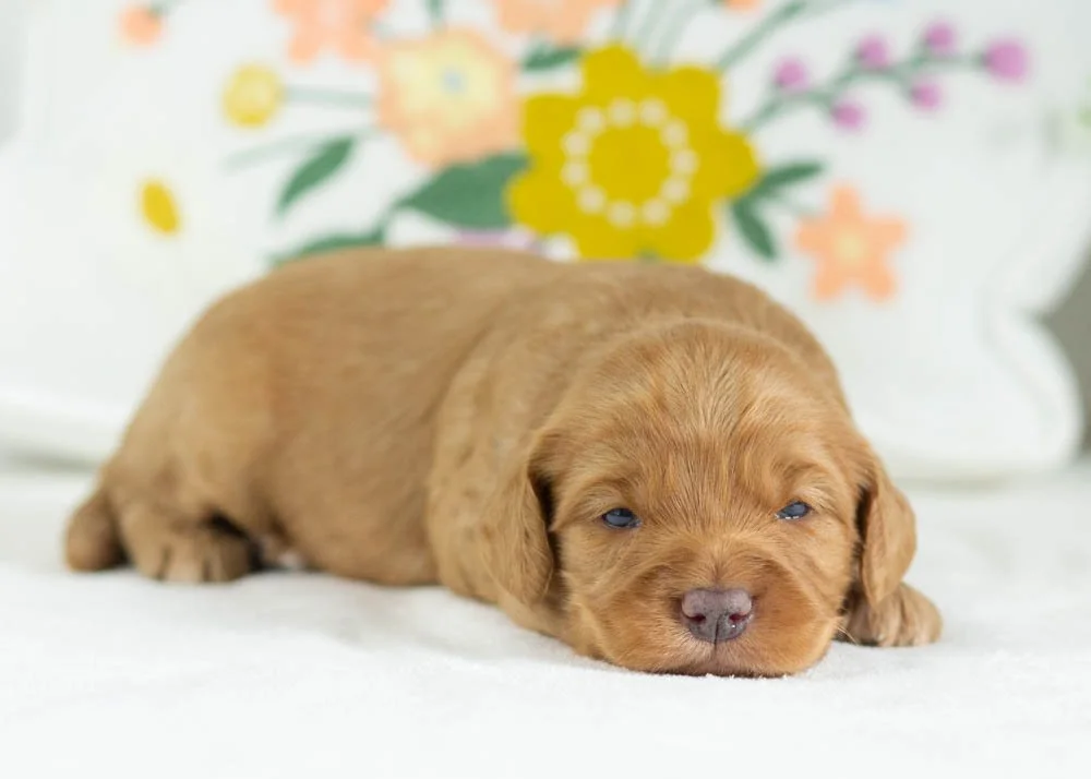 donut goldendoodle for sale.jpg