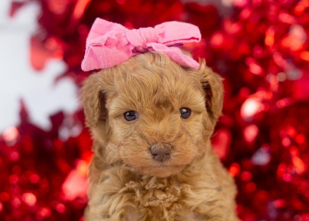 Montana goldendoodle for sale(2).jpg